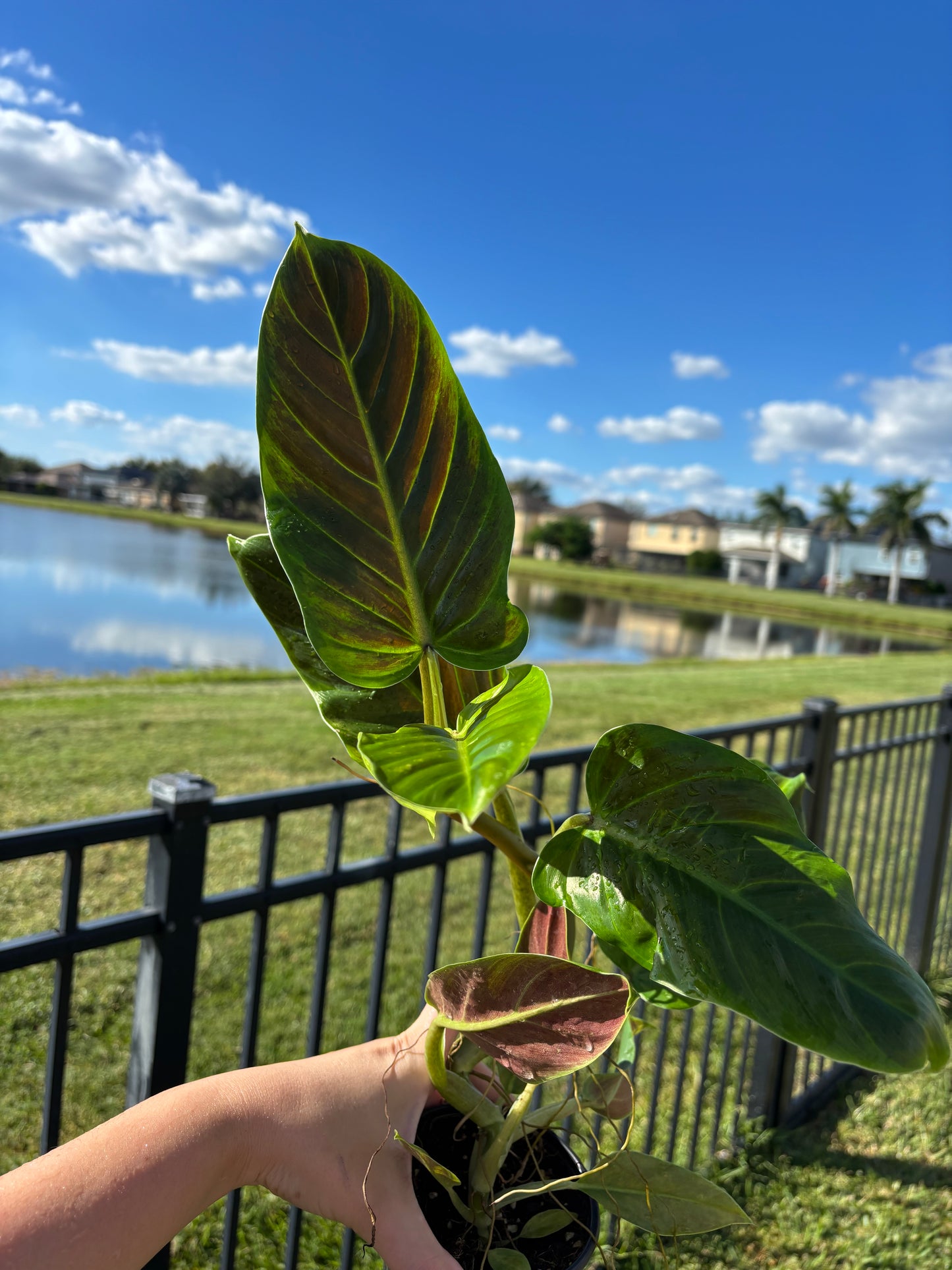 4” Philodendron Subhastatum