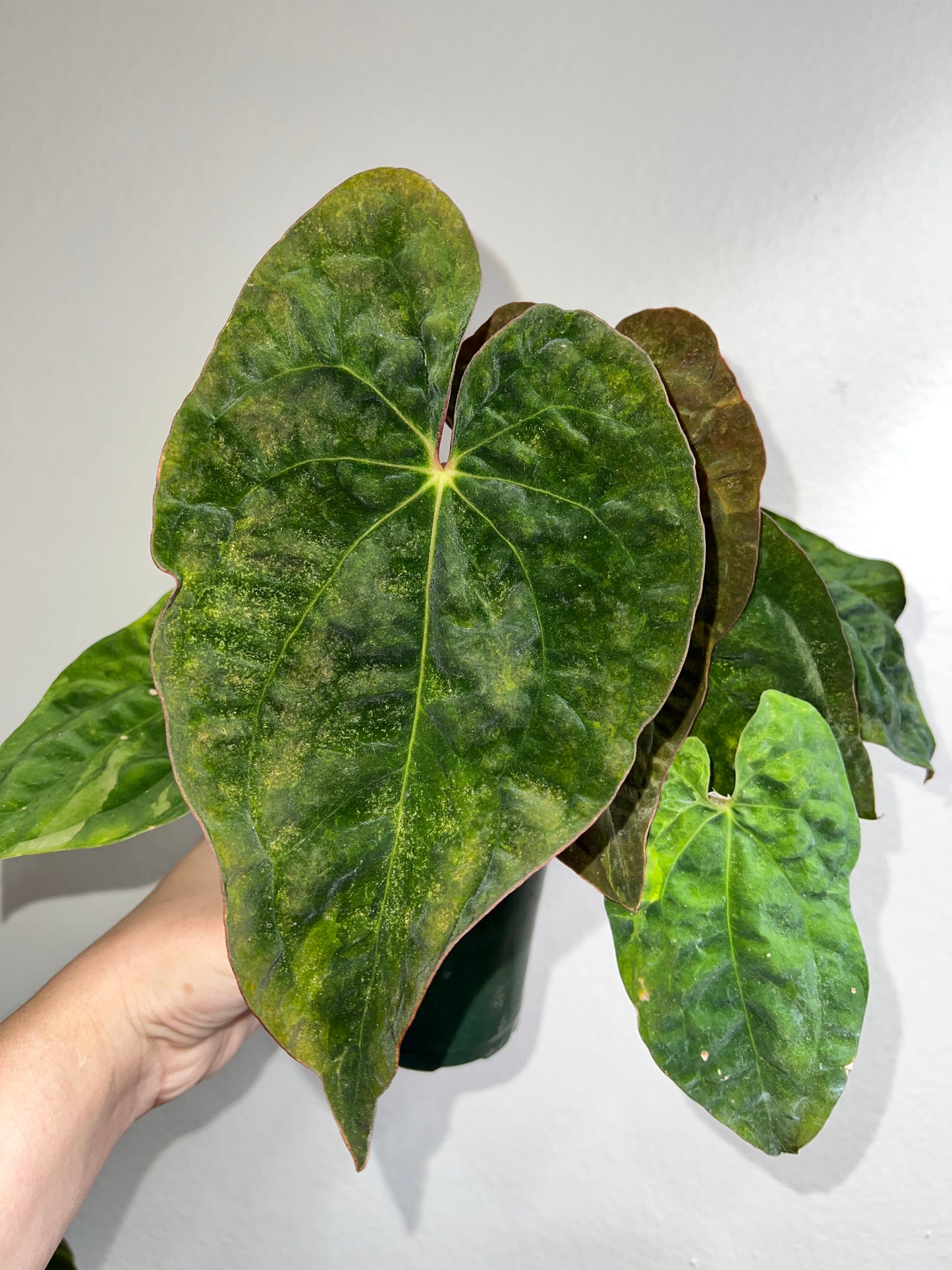 4” Anthurium Pap X Red Crystallinum MUTATION