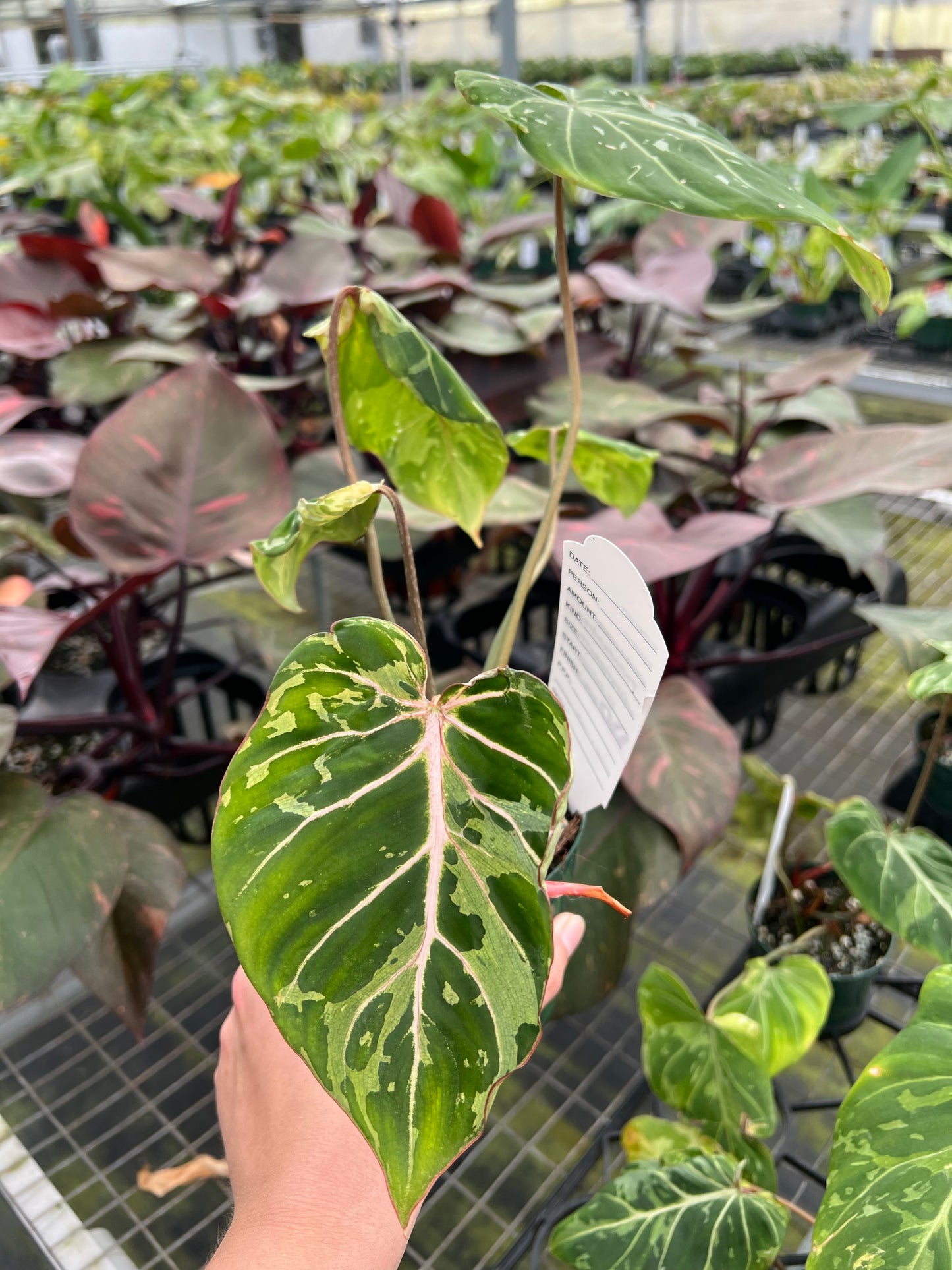 4” Philodendron Gloriosum Snow Leopard