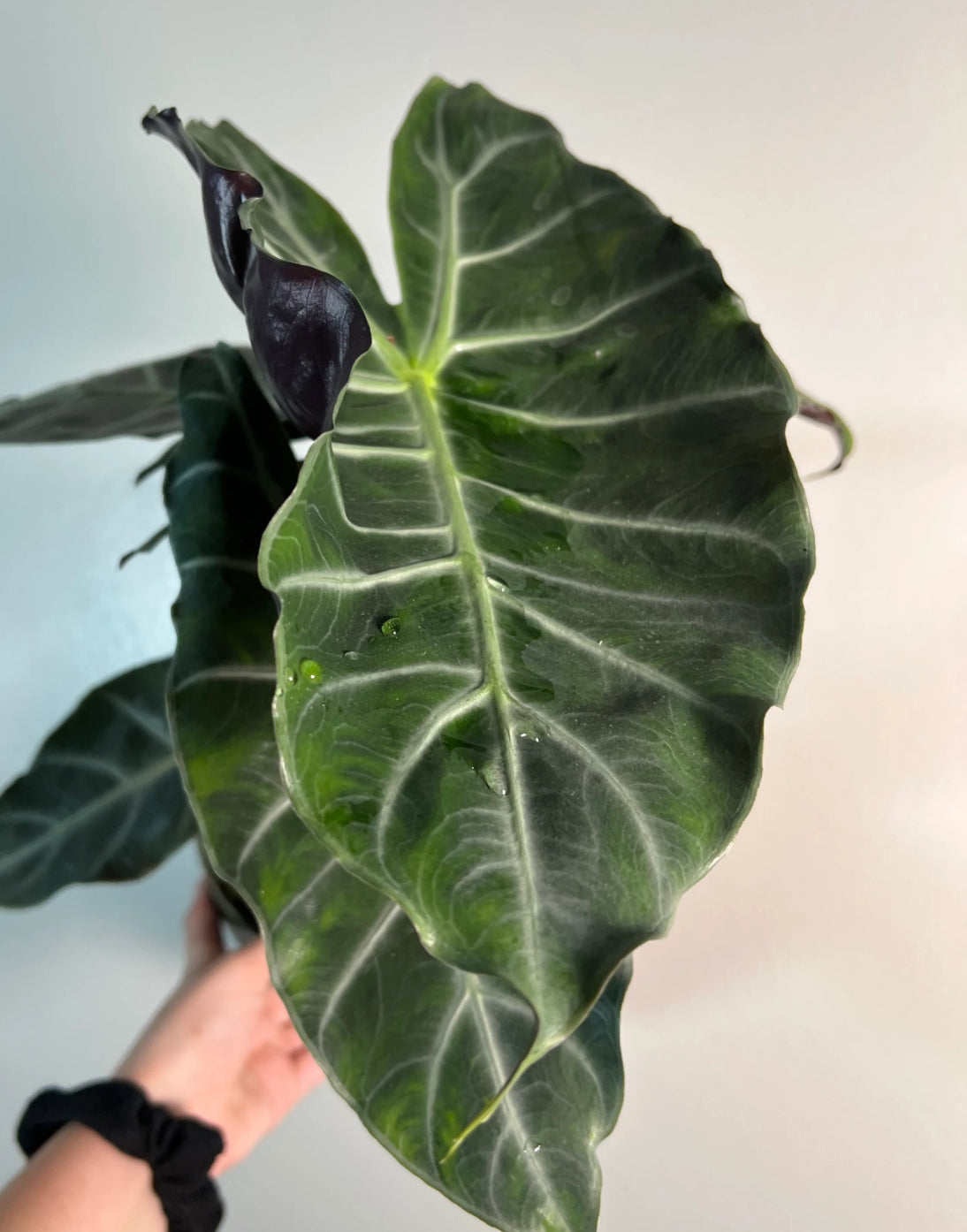 CORMS: Alocasia Pink Dragon