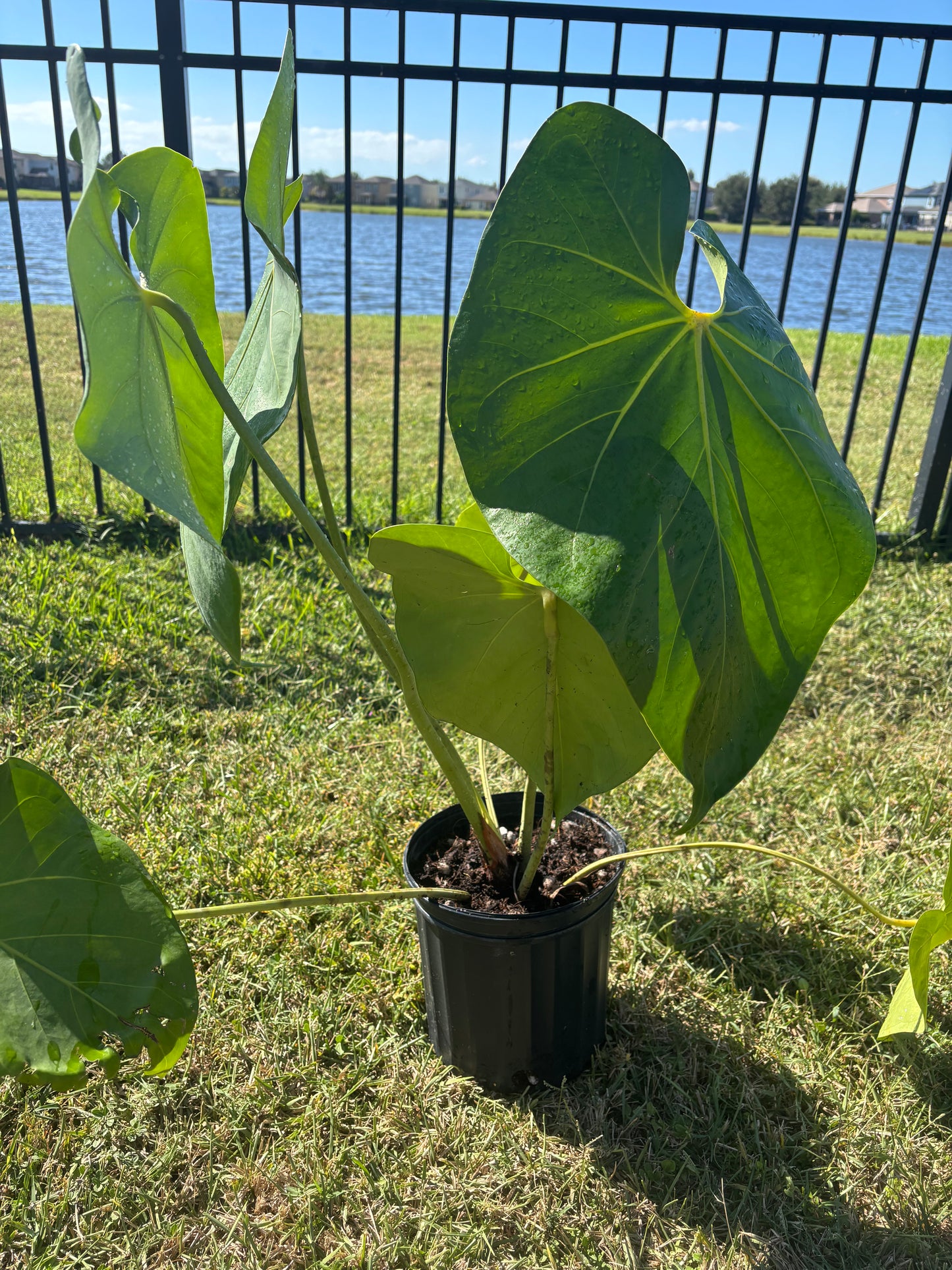 8” Anthurium Faustmirande