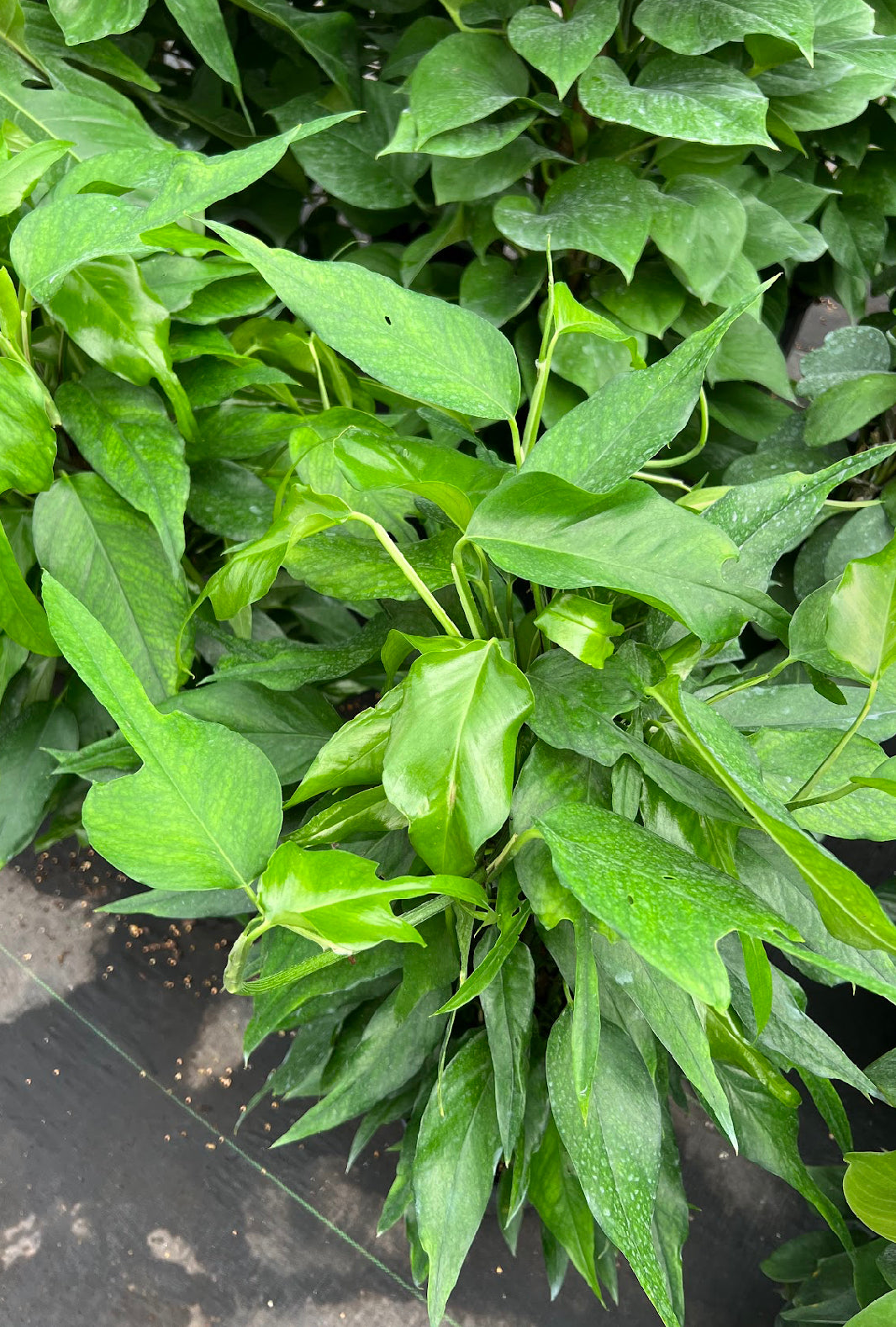 8” Epipremnum Pinnatum ‘Skeleton Key’ Totem