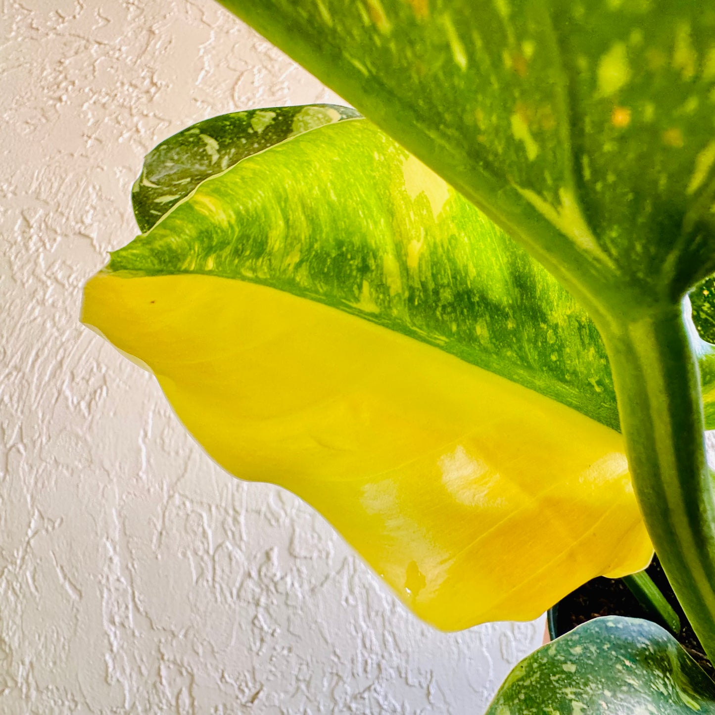 6” Philodendron Green Congo Nuclear