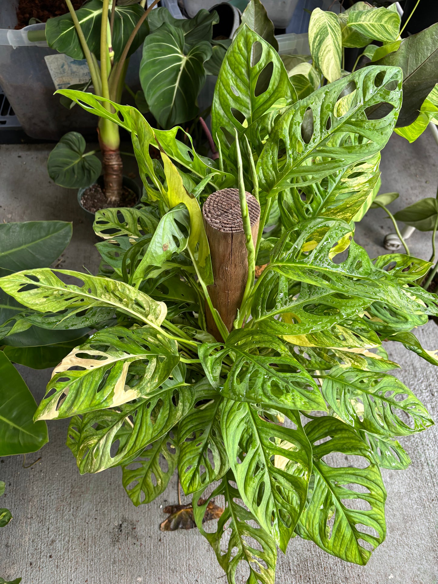 8” Monstera Adansonii Aurea Totem