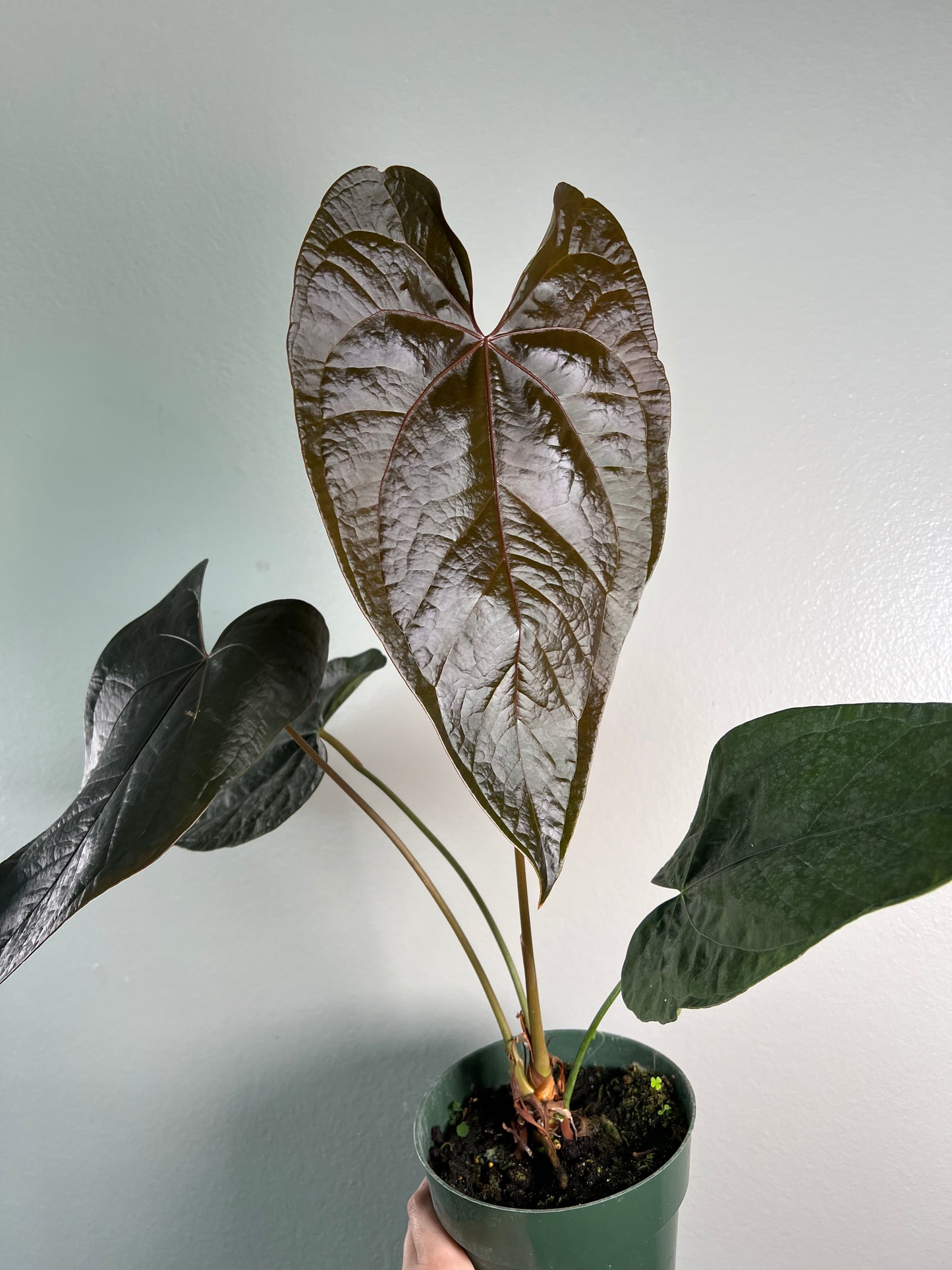 6” Anthurium Queen of Hearts