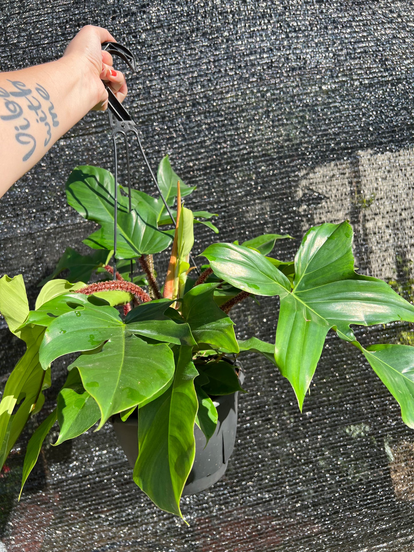 8” Philodendron Squamiferum Hanging Basket