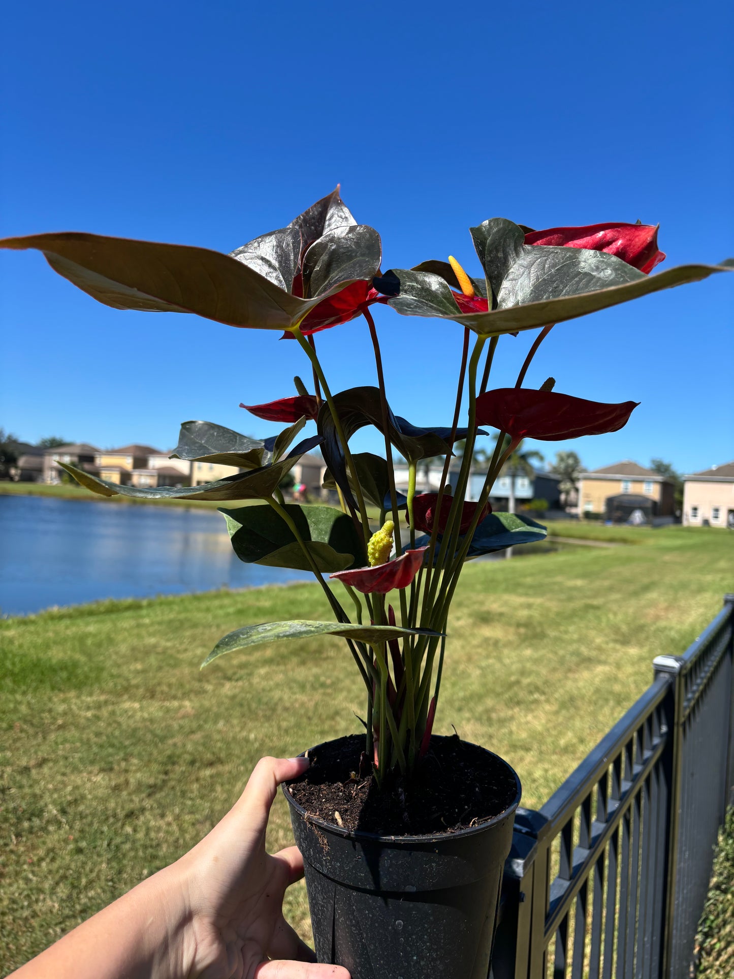 6” Anthurium Minima