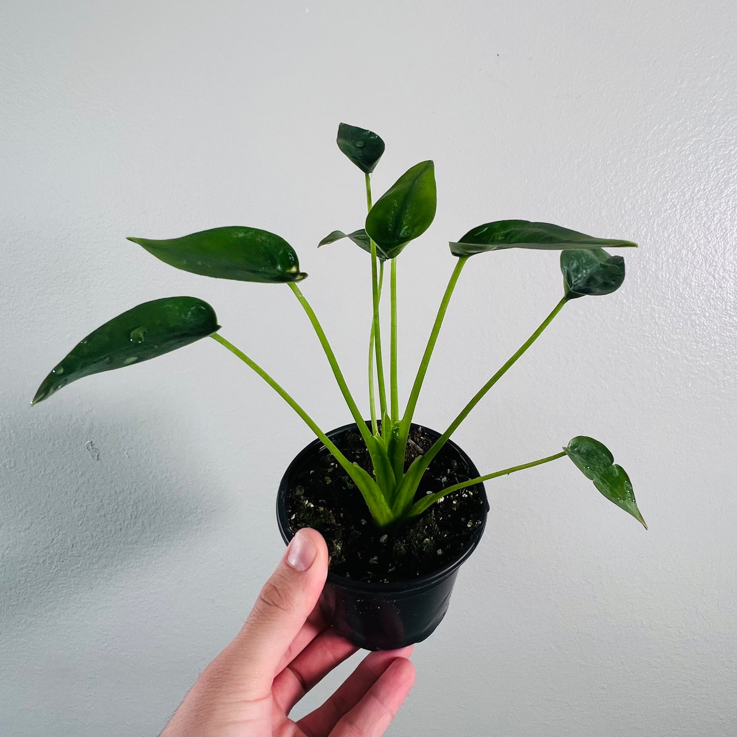 4" Alocasia Tiny Dancer