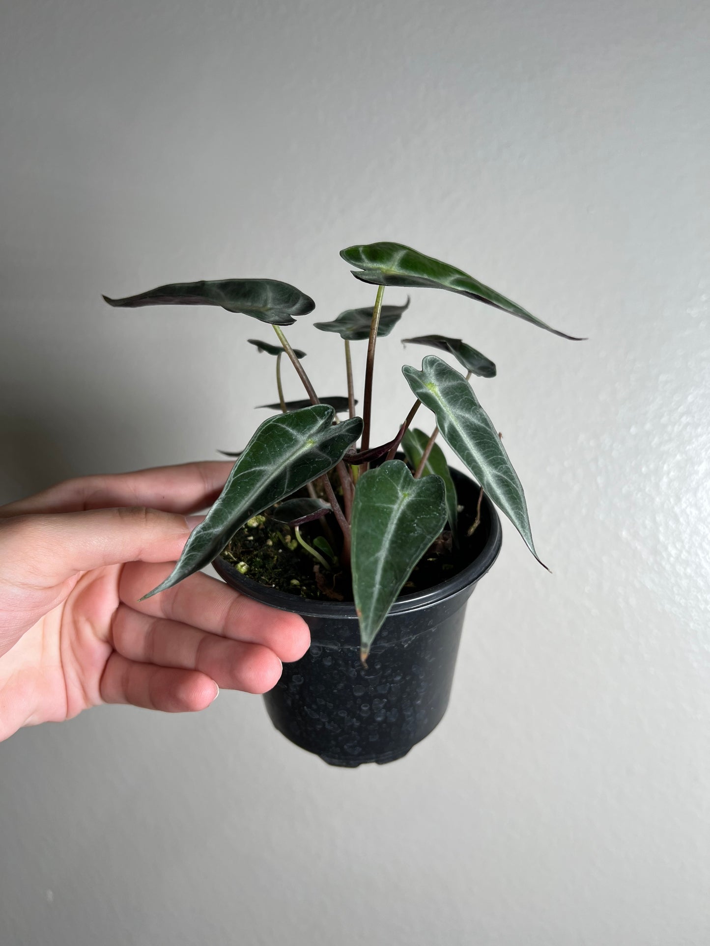 4” Alocasia Bambino