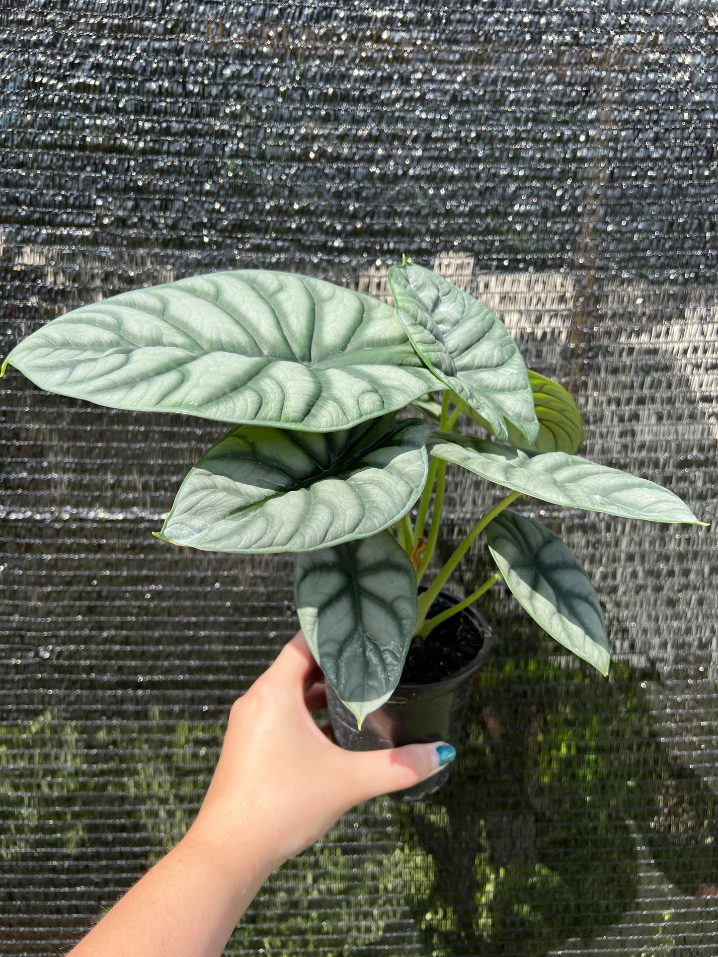 4" Alocasia Silver Dragon
