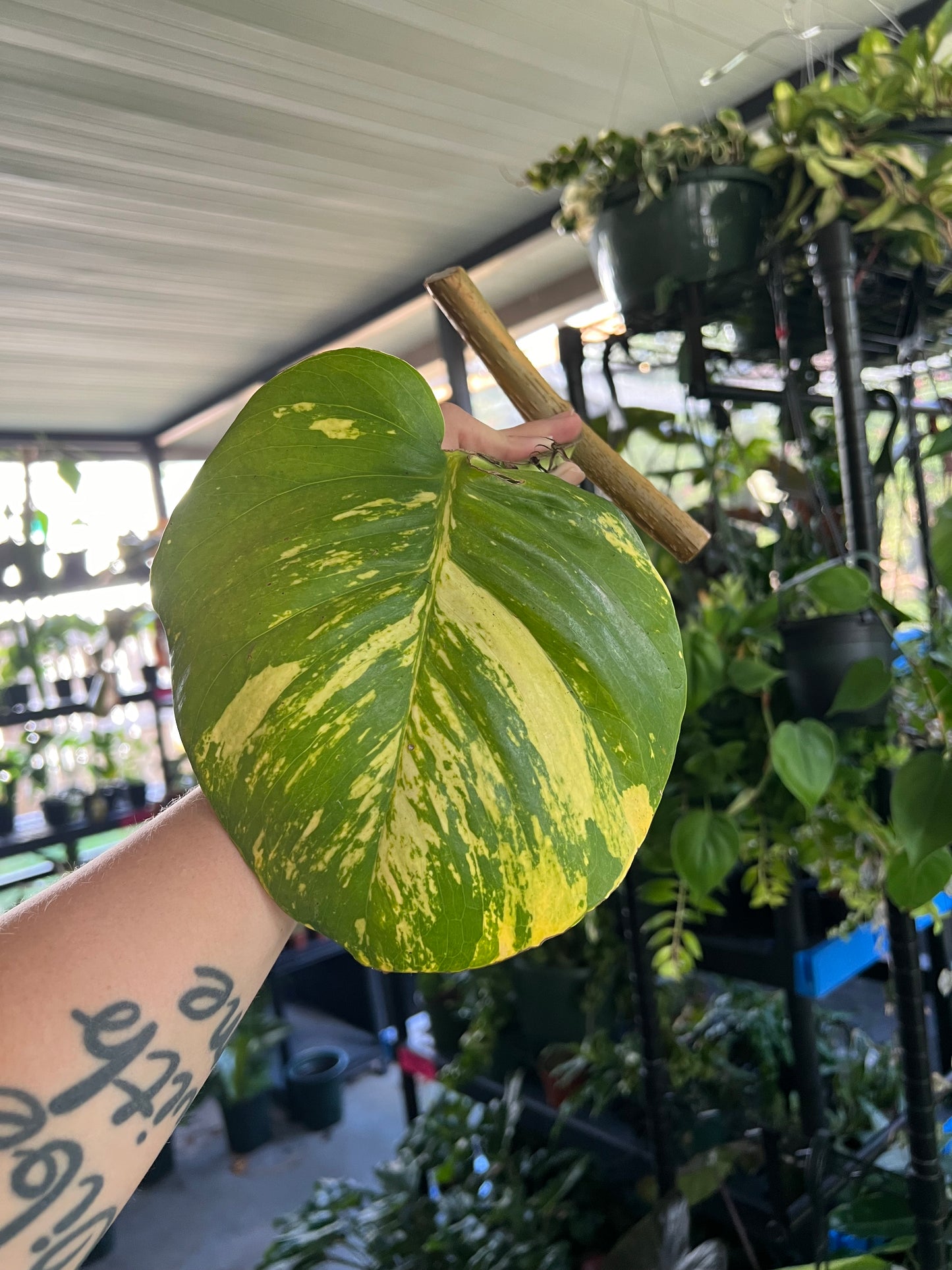 GIANT Hawaiian Pothos Mid Cut