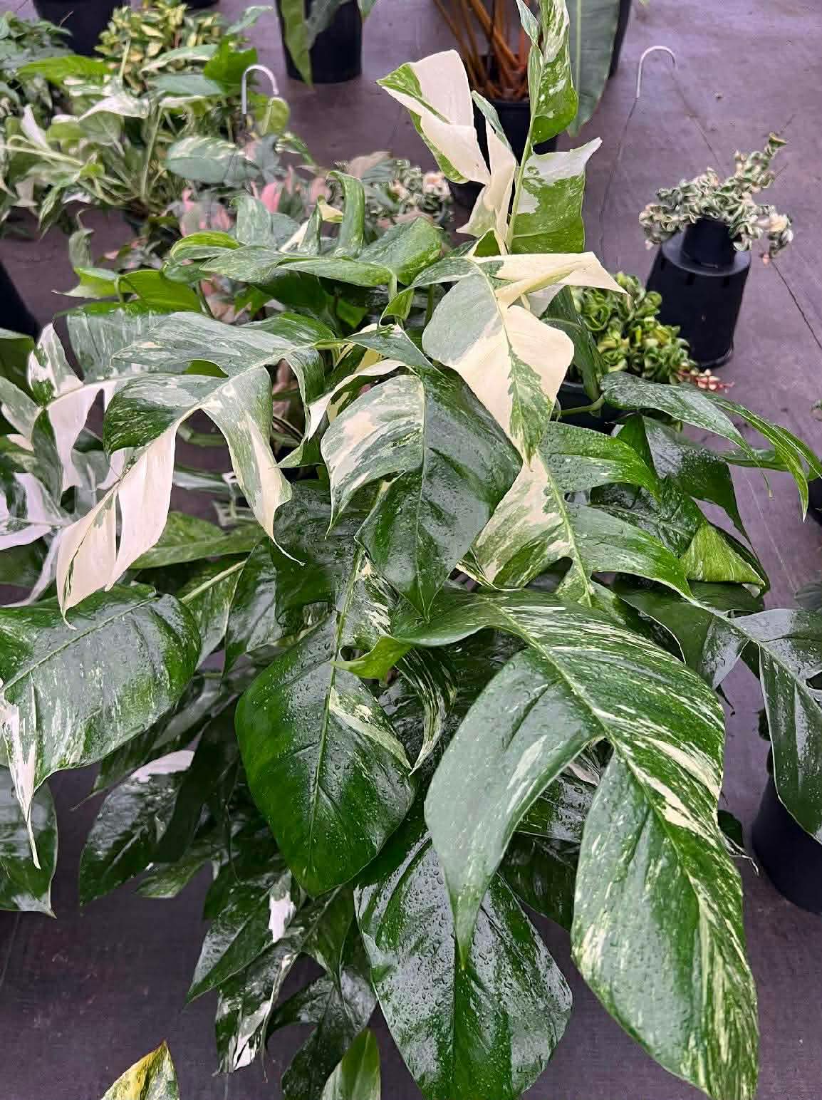 8” Epipremnum Pinnatum Albo Totem