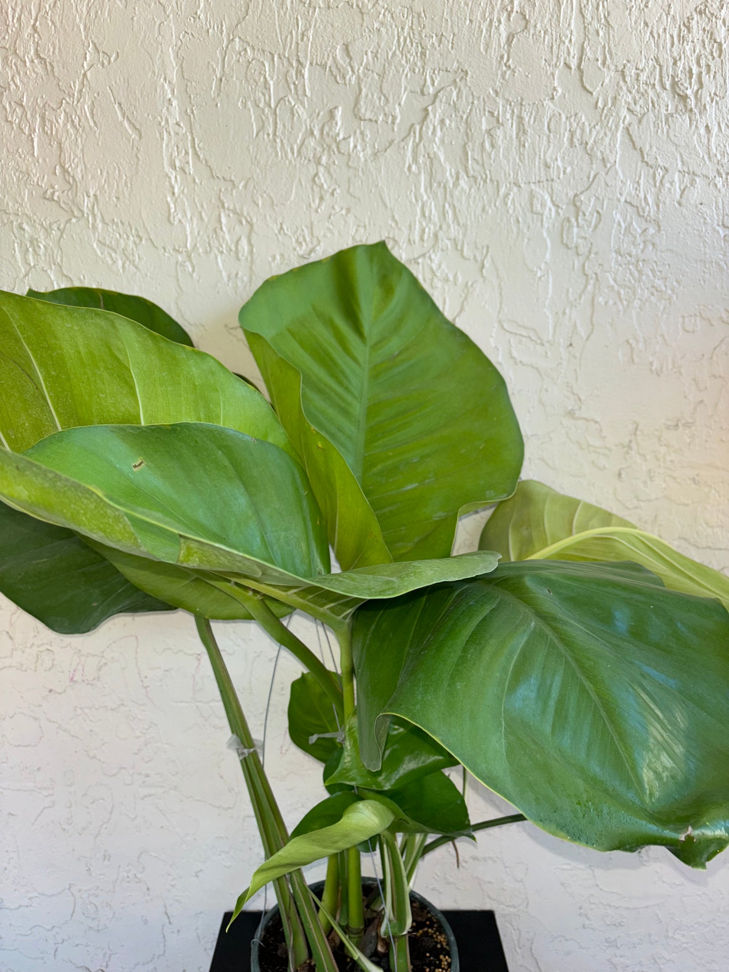 8” GIANT Jade Pothos Hanging Basket