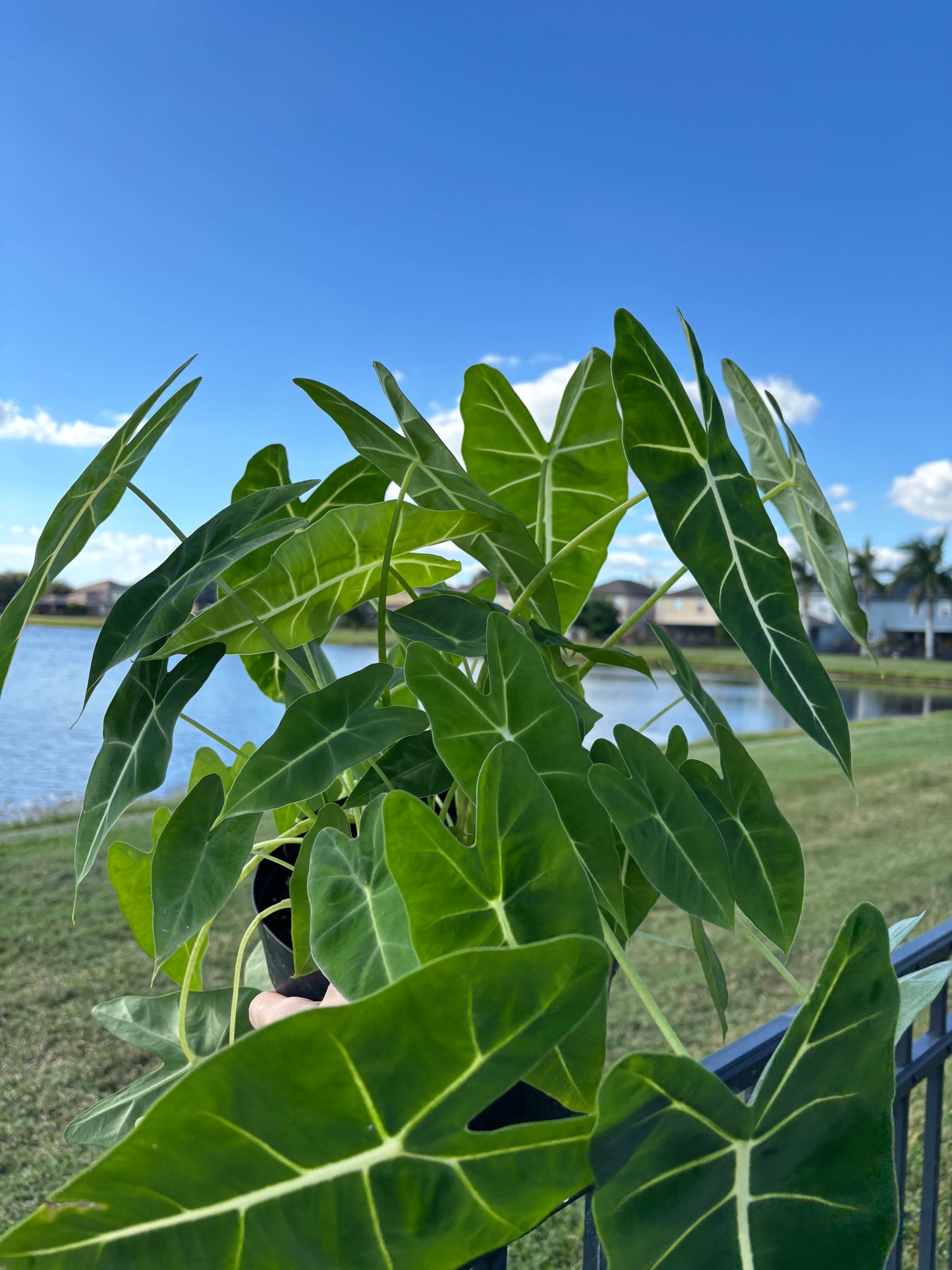 8” Alocasia Frydek