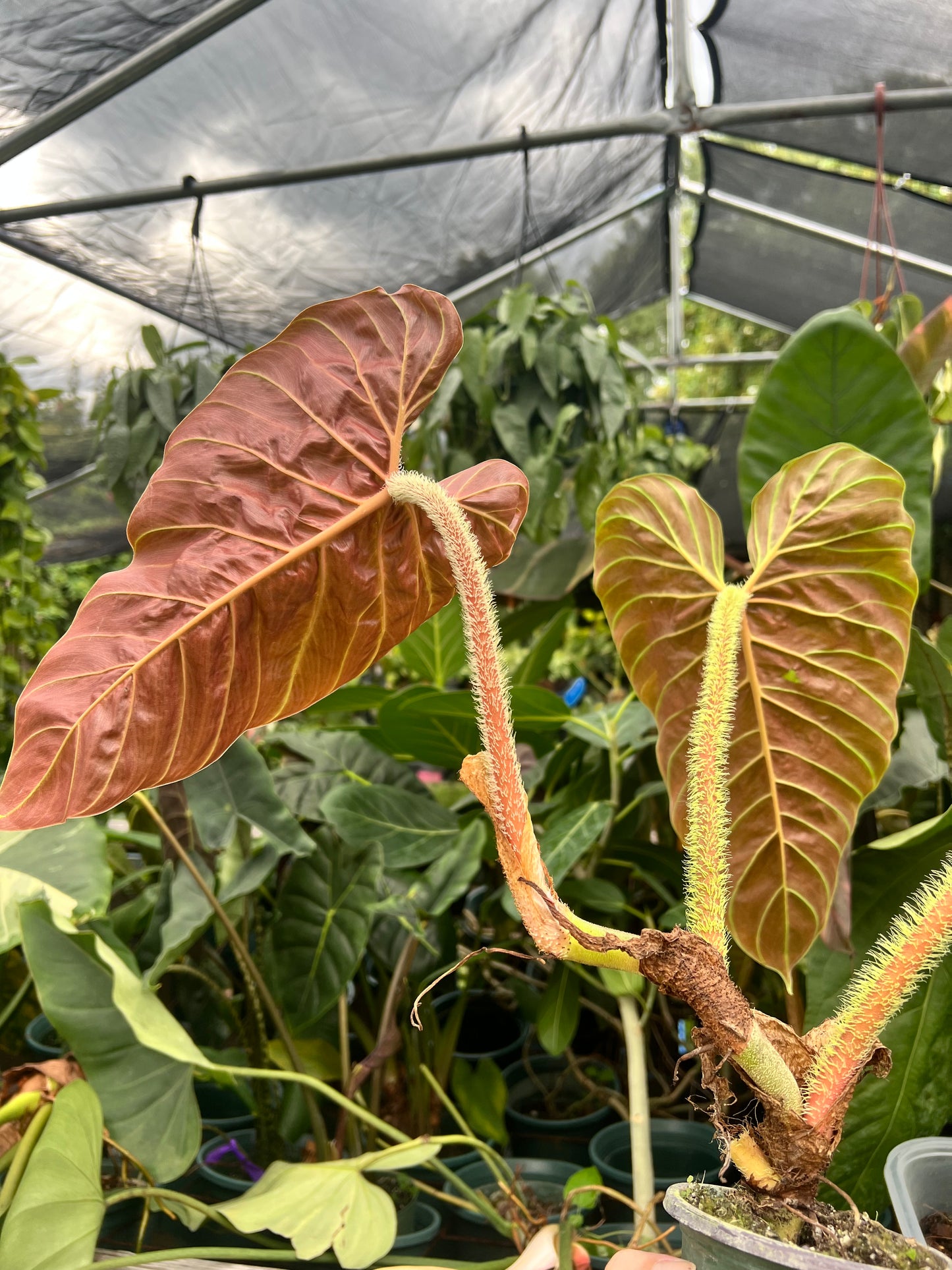 6” Philodendron Verrucosum Titanium