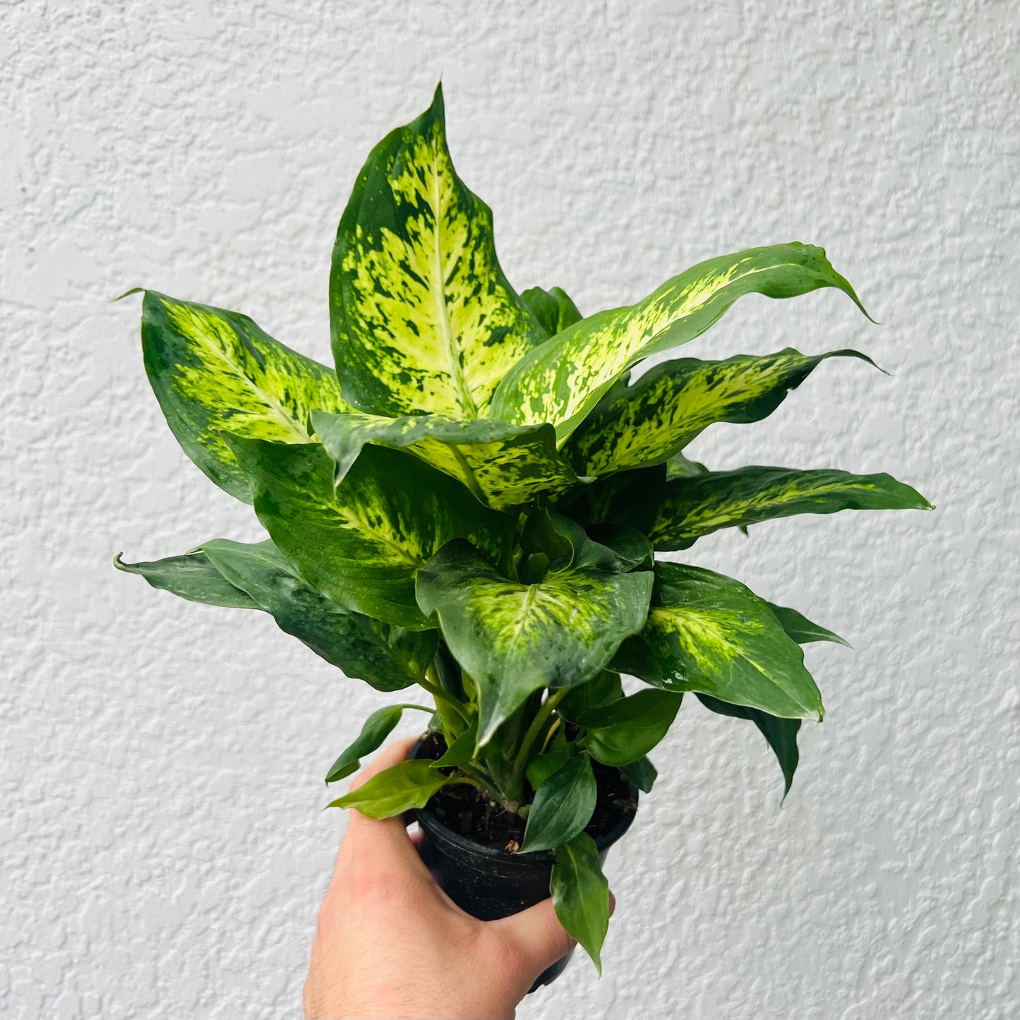 4" Dieffenbachia Carina