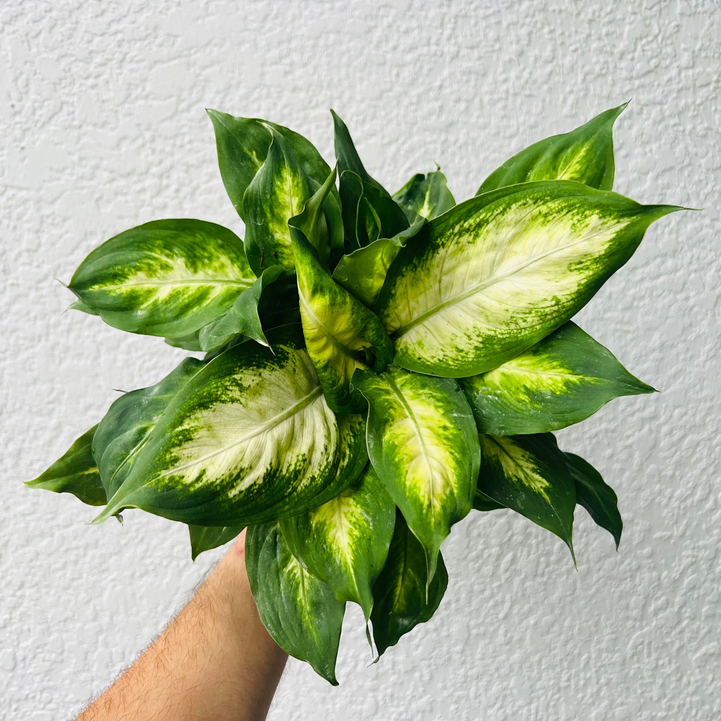4" Dieffenbachia Honey Dew