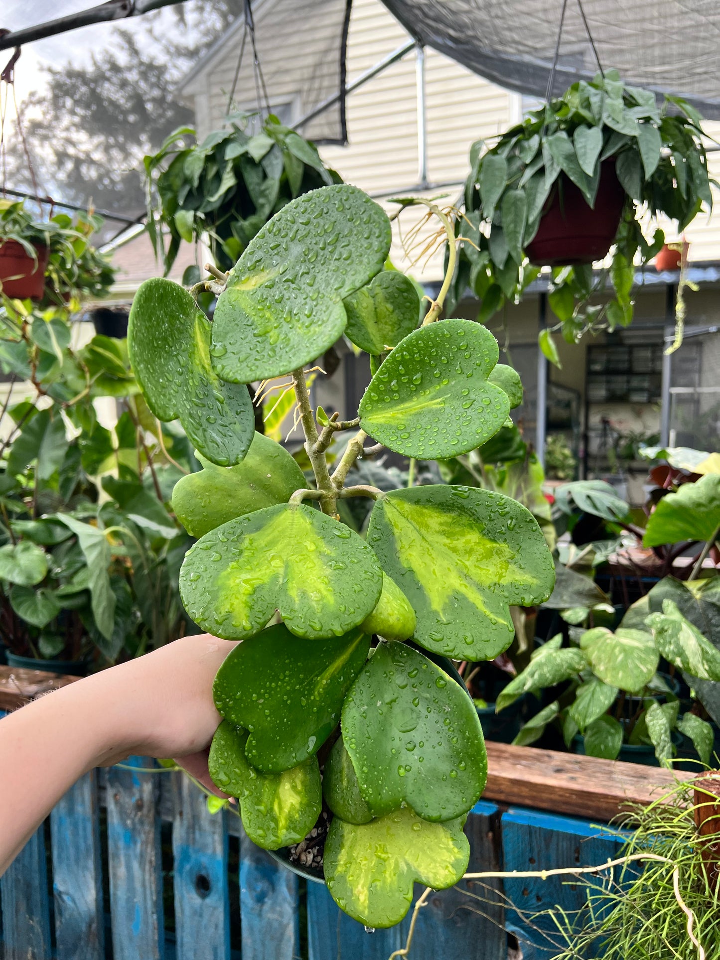 6” Hoya Kerrii Inner Variegated