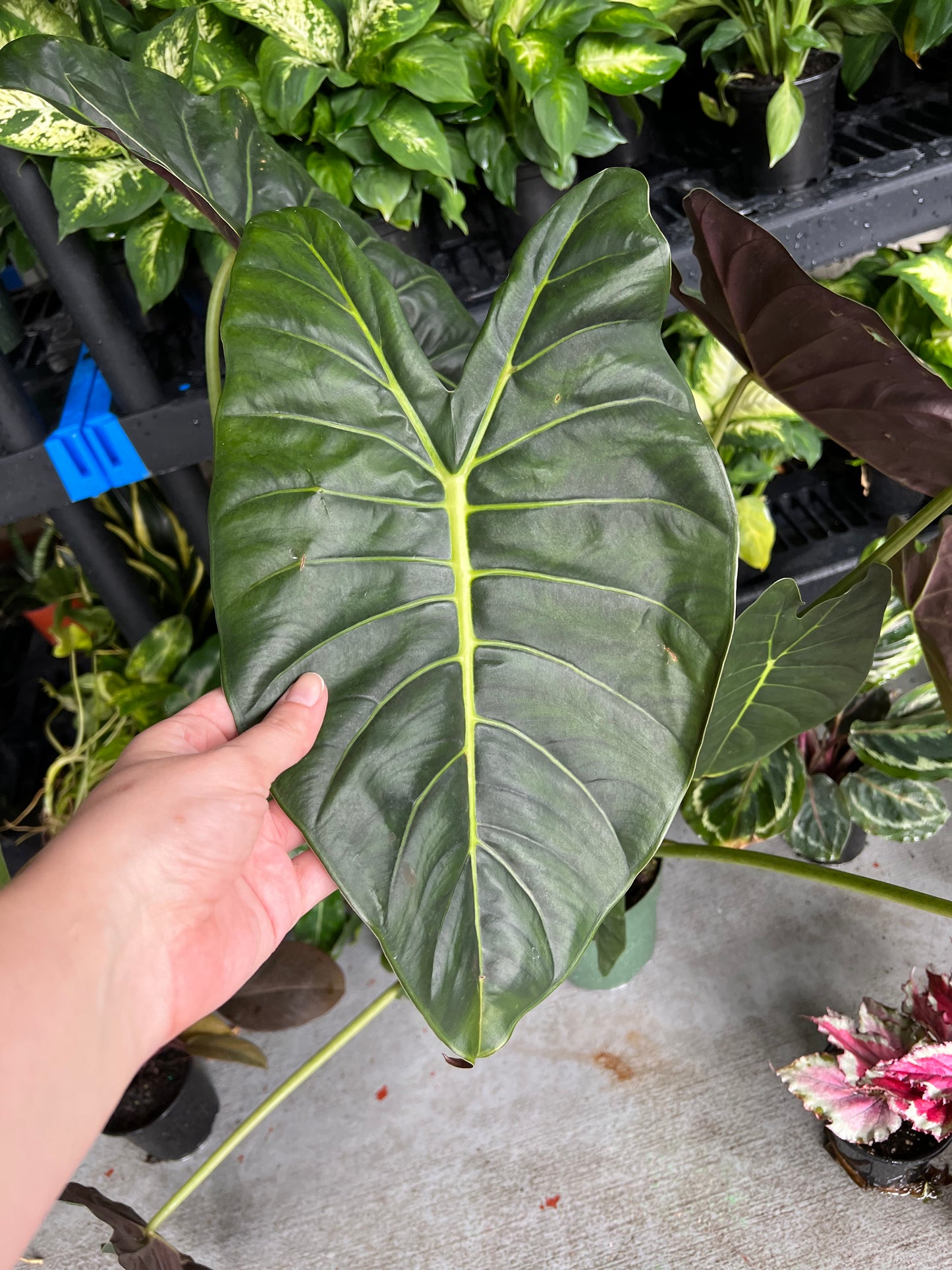 6” Alocasia Golden Bone