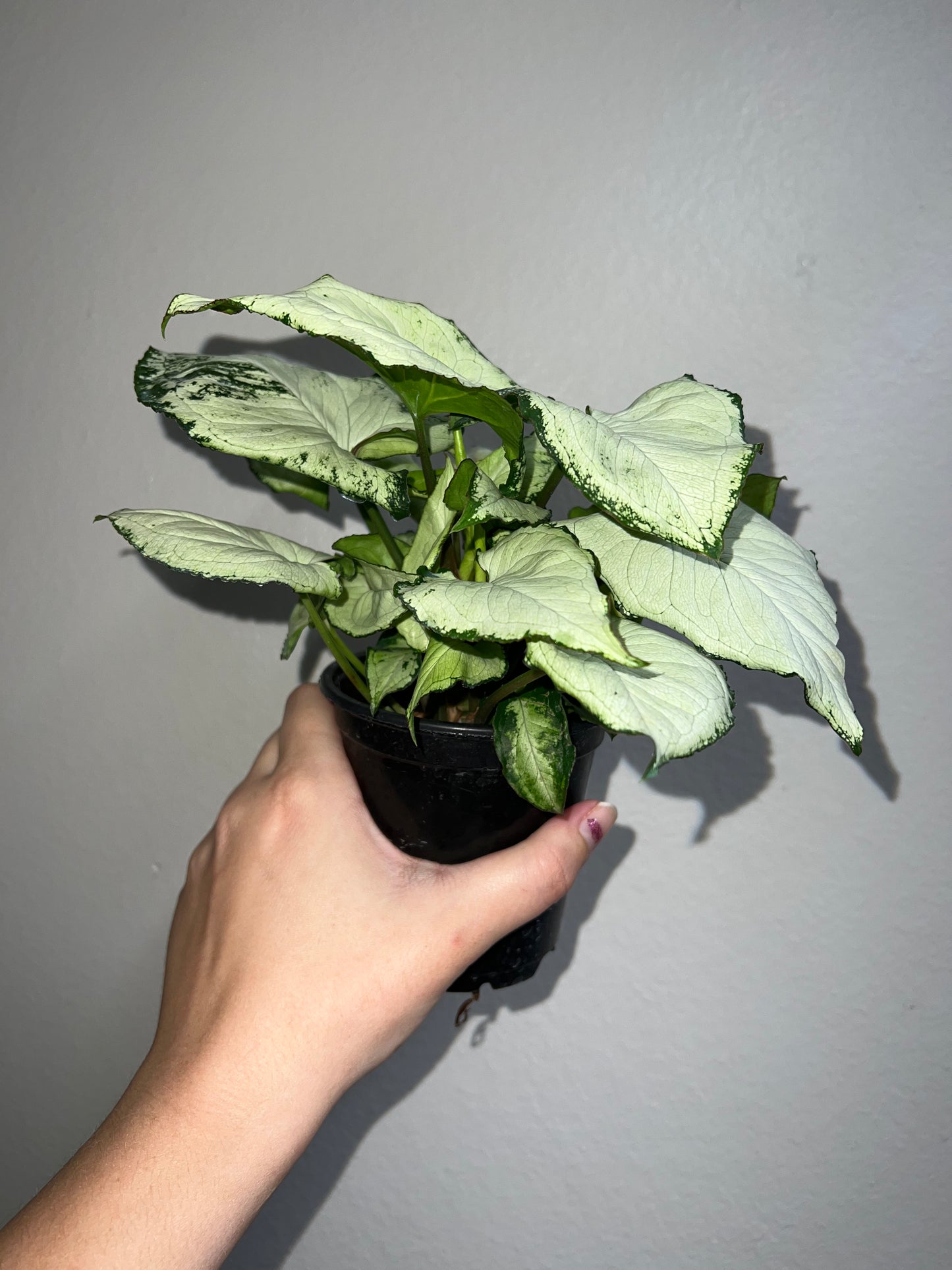 4” Syngonium Holly