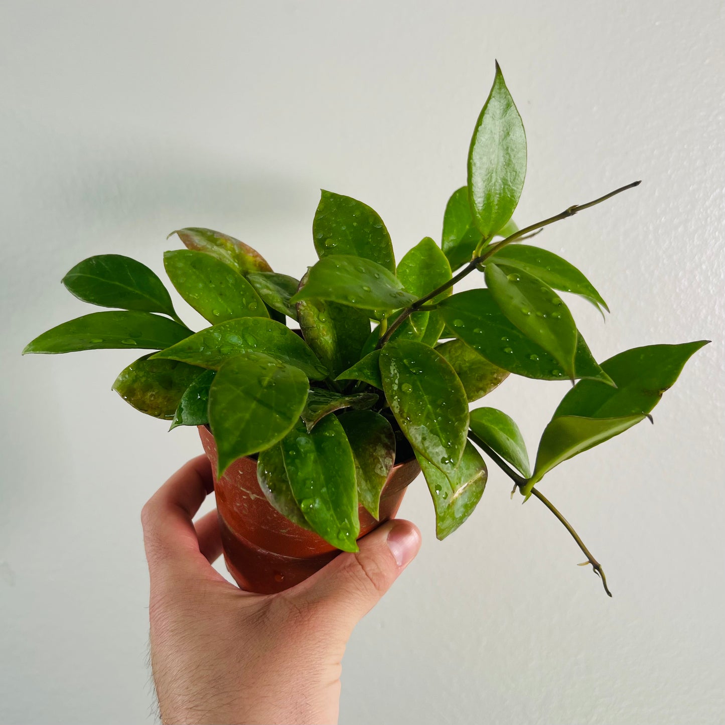 4” Hoya Sunrise
