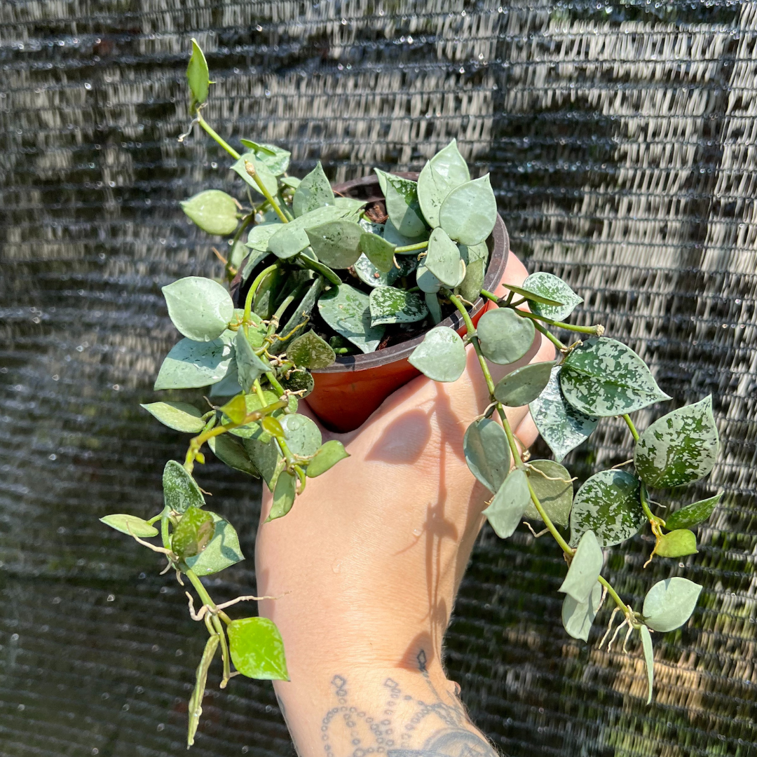 4" Hoya Krohniana Super Silver