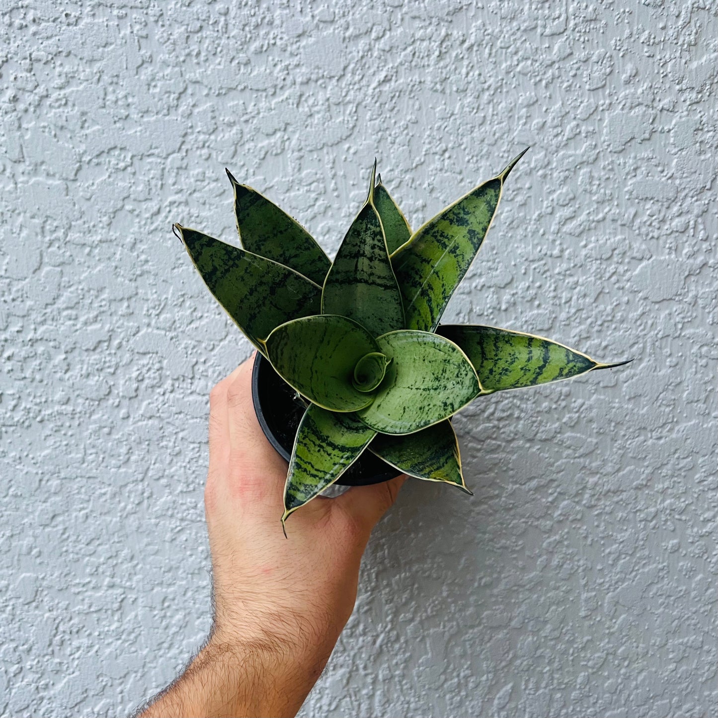 4" Sansevieria Star Power (Snake Plant)ASST