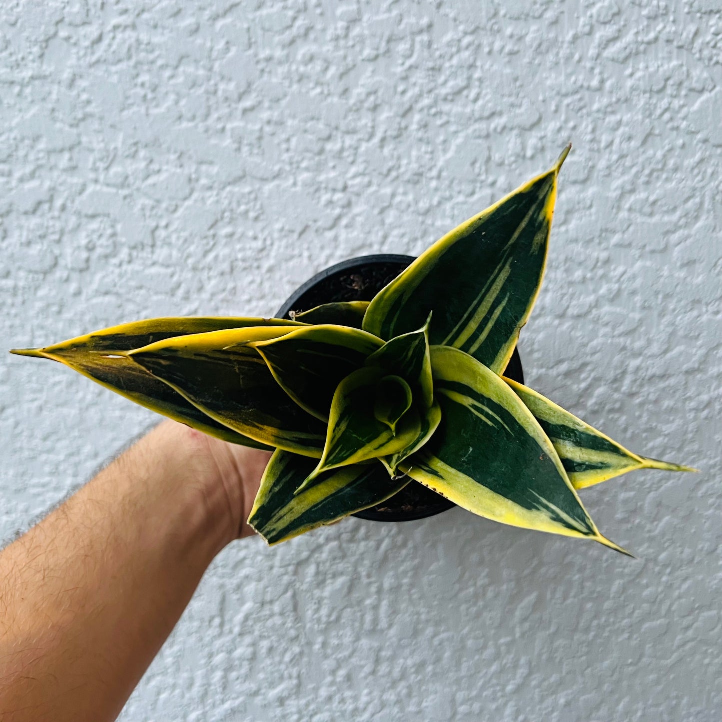 4" Sansevieria Star Power (Snake Plant)ASST