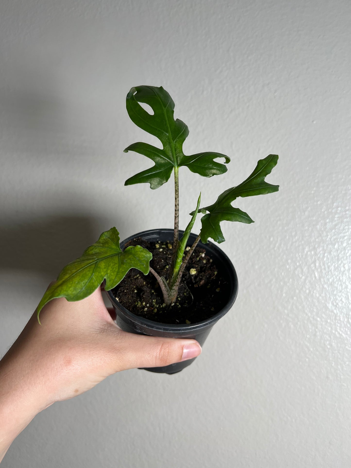 4” Alocasia Brancifolia (Serpents Tail)