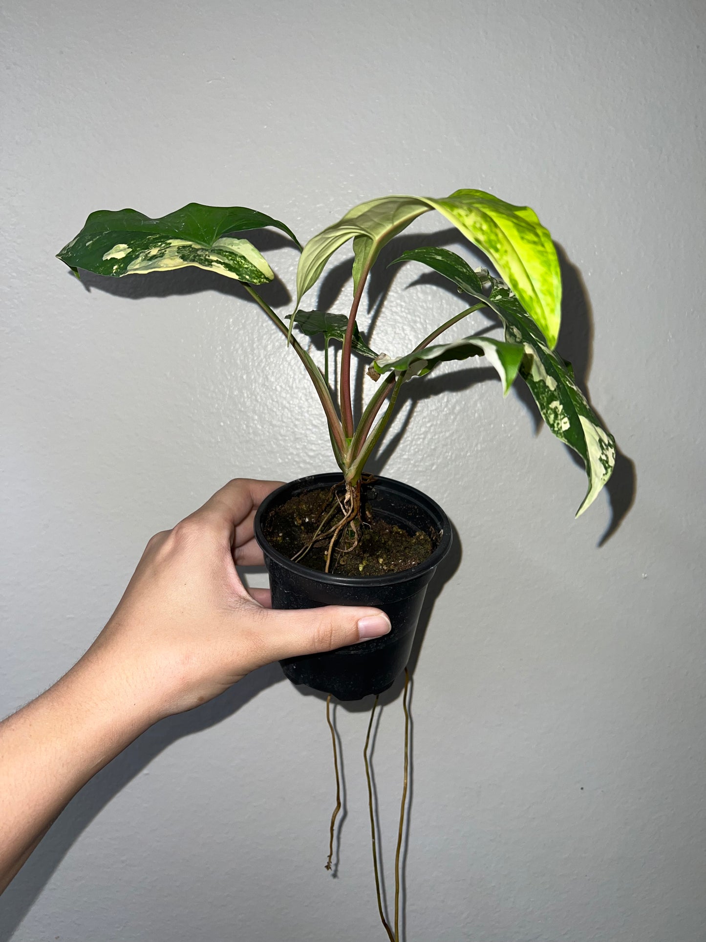 4” Syngonium Aurea