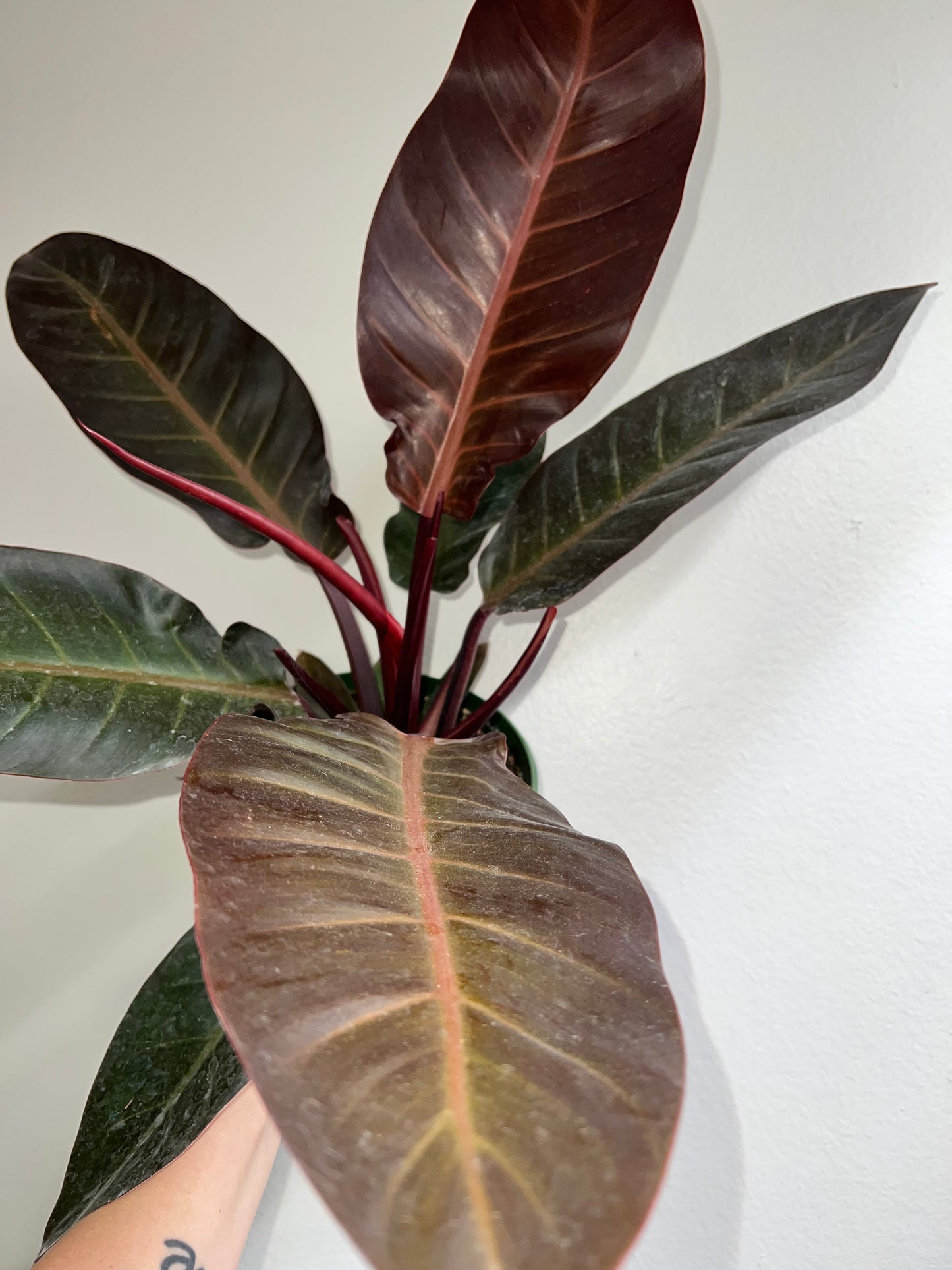 8” Philodendron Sun Red