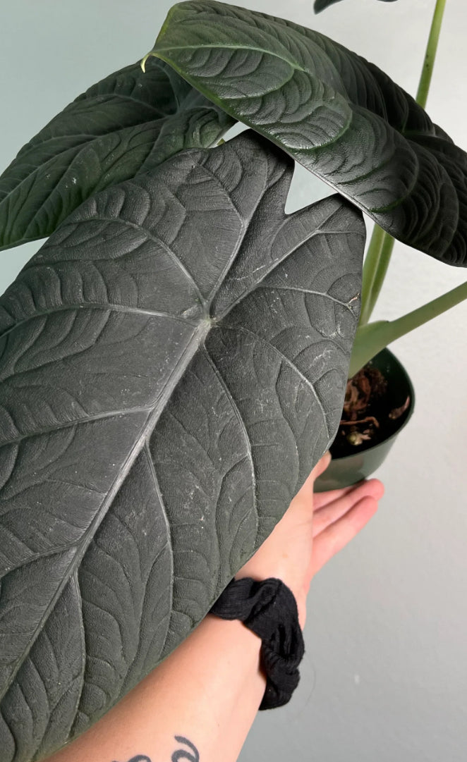 CORMS: Alocasia Maharani