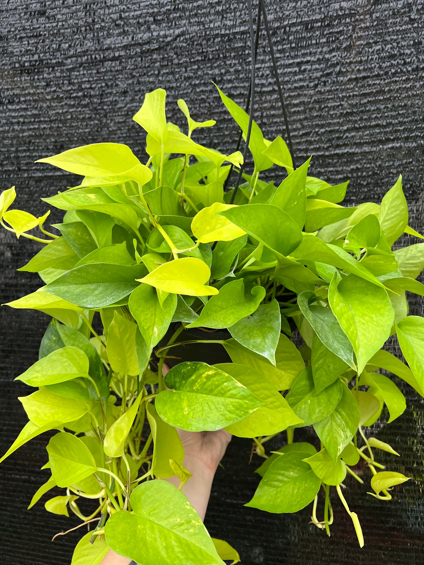 8” Epipremnum Aureum Neon Hanging Basket