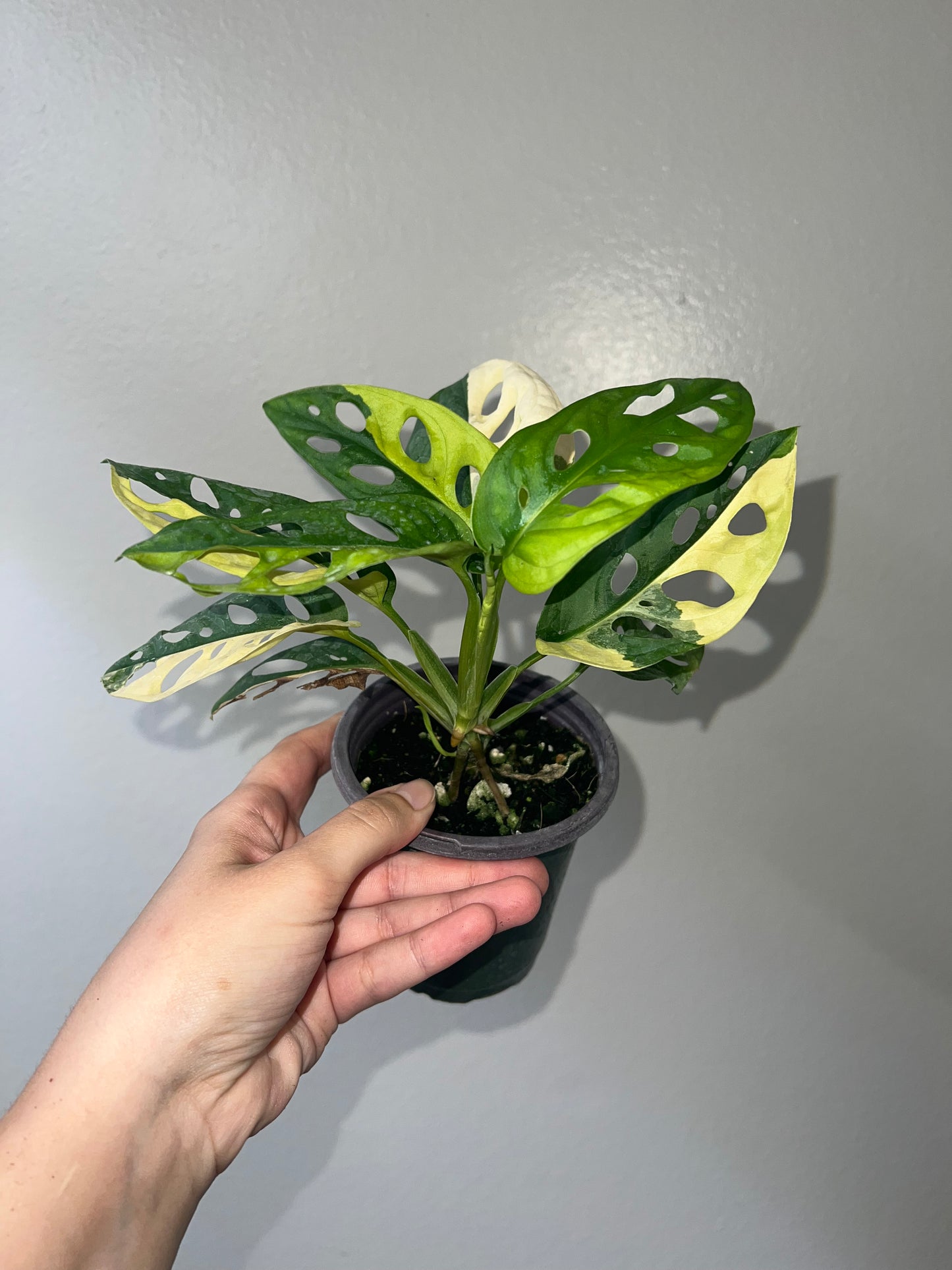 4” Monstera Adansonii Aurea
