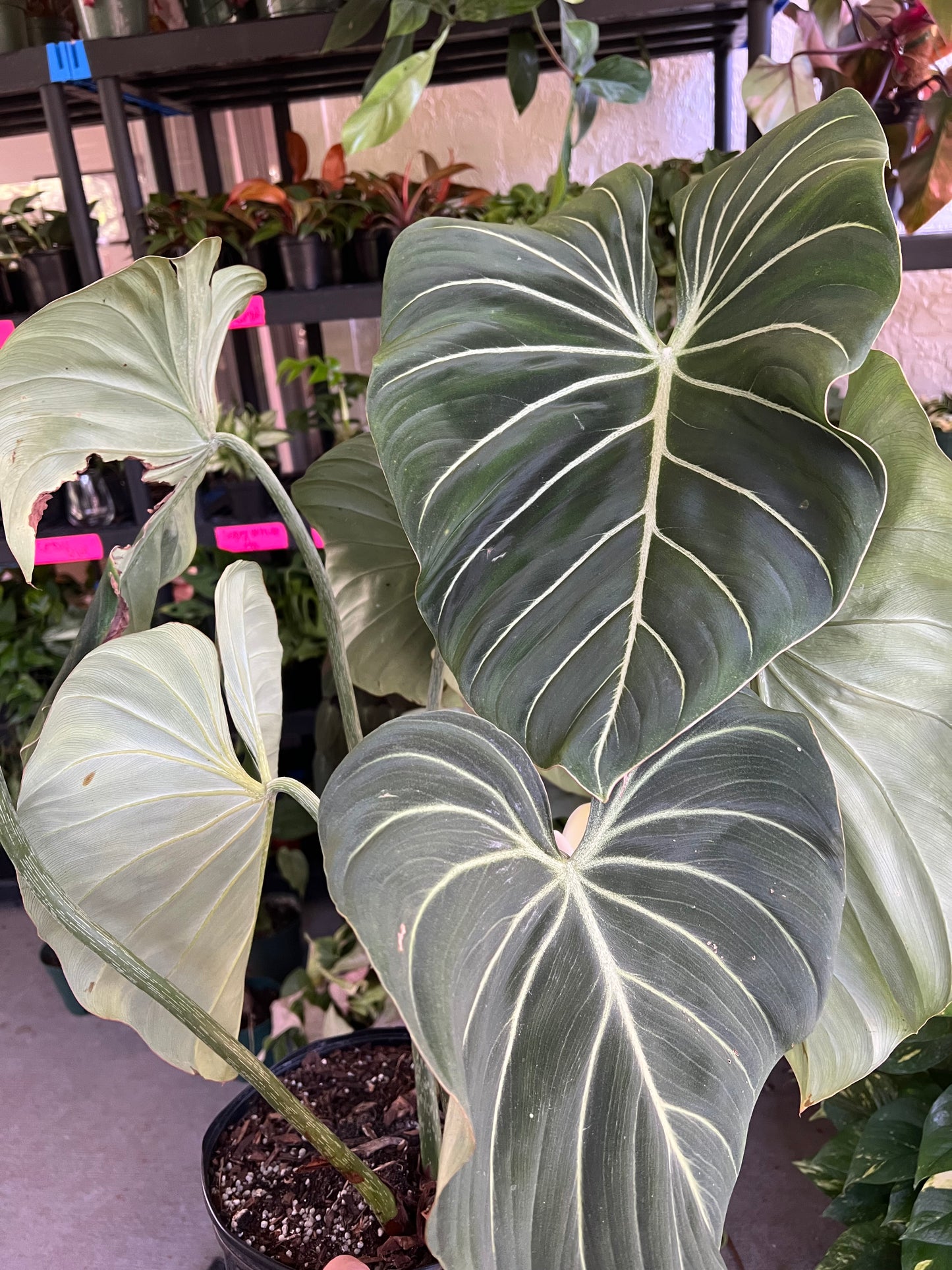 10” Philodendron Gloriosum Zebra