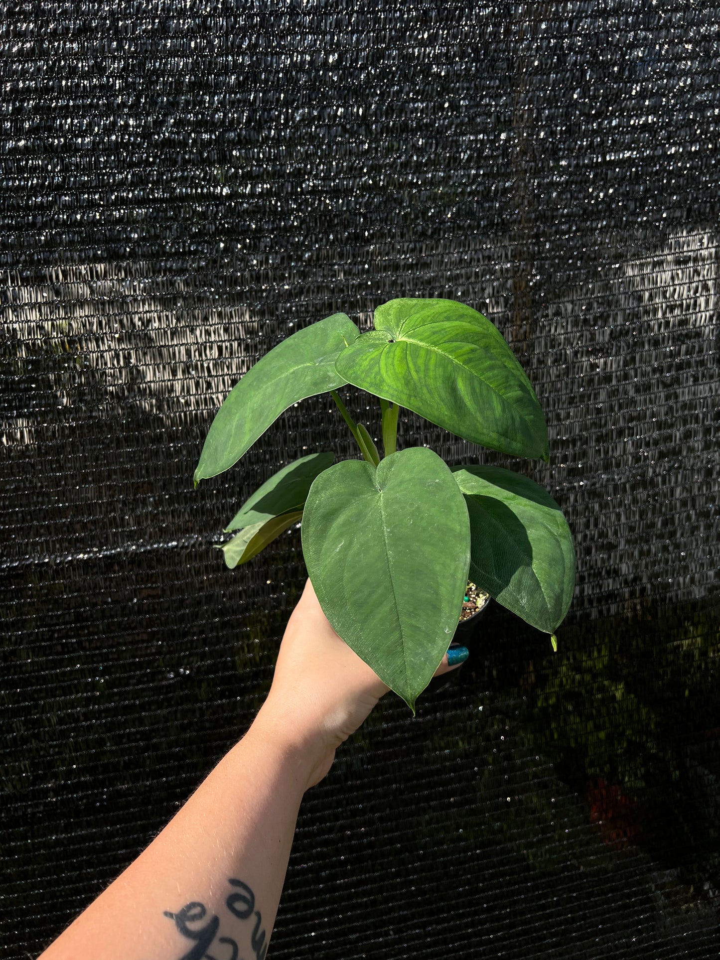 4” Syngonium Chiapense ‘Frosted Heart’