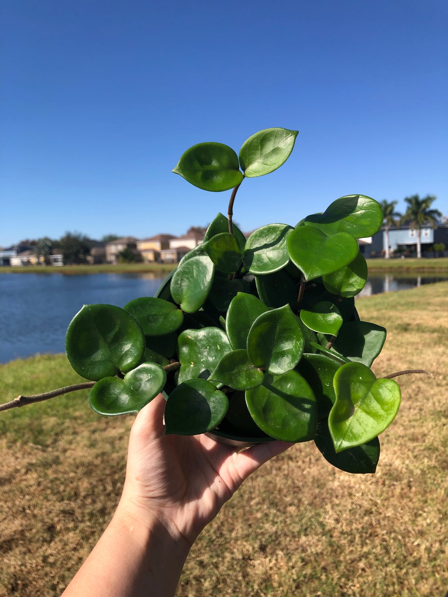 6” Hoya Carnosa Chelsea