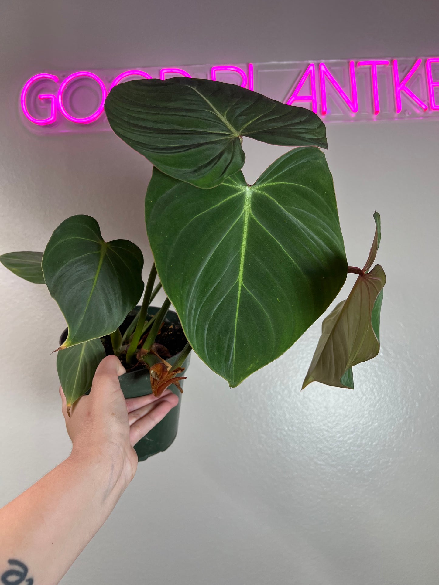 6” Philodendron Gloriosum Flat Petiole