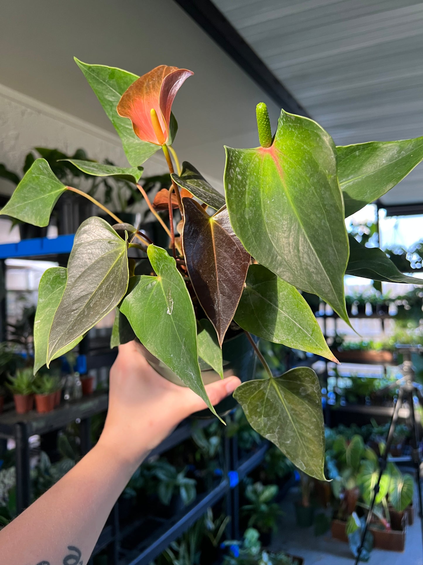 6” Anthurium Rainbow Champion