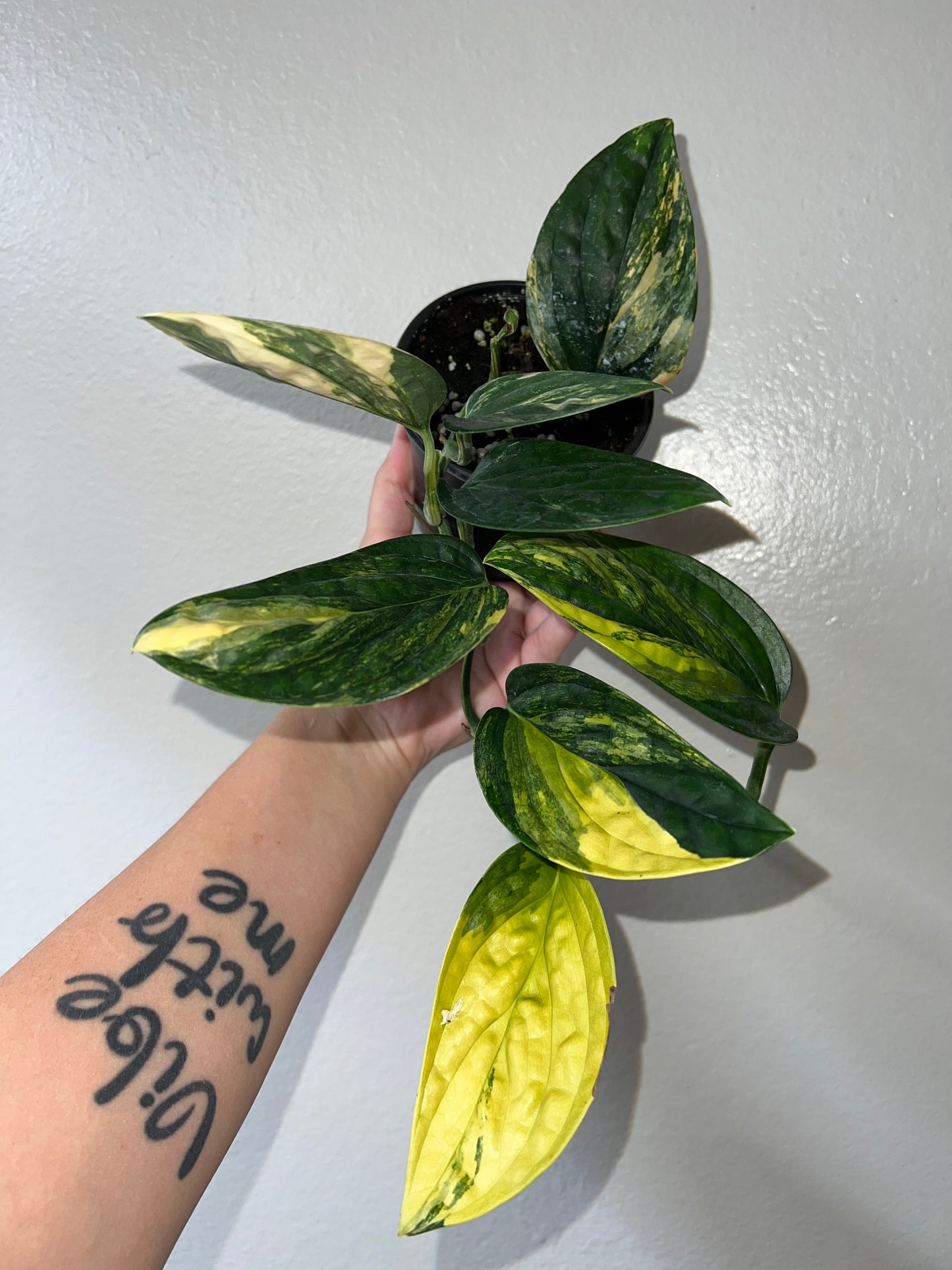 4” Monstera Peru Variegated