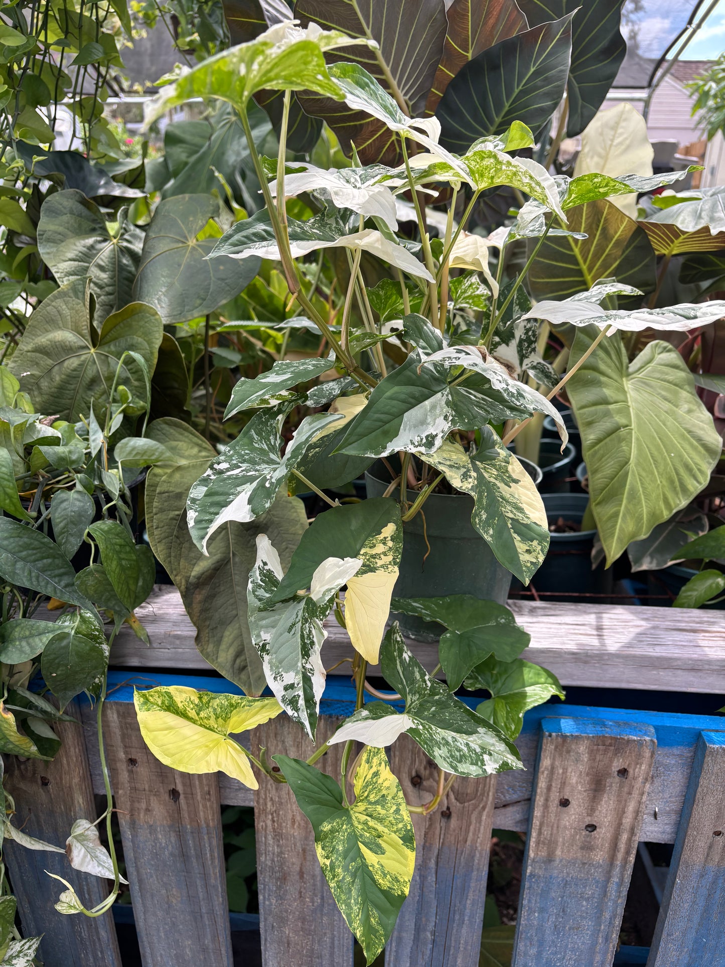 6” Syngonium Albo + Aurea
