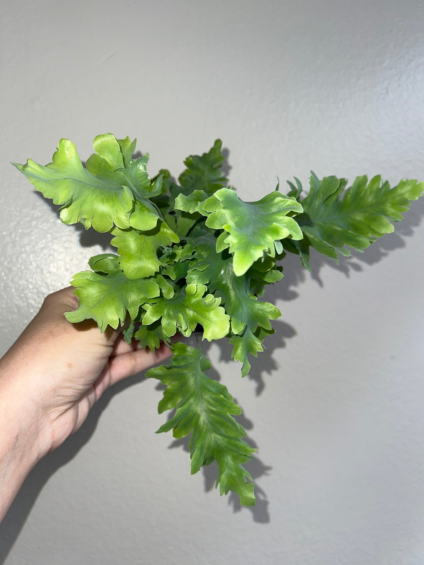 4” Lettuce Fern