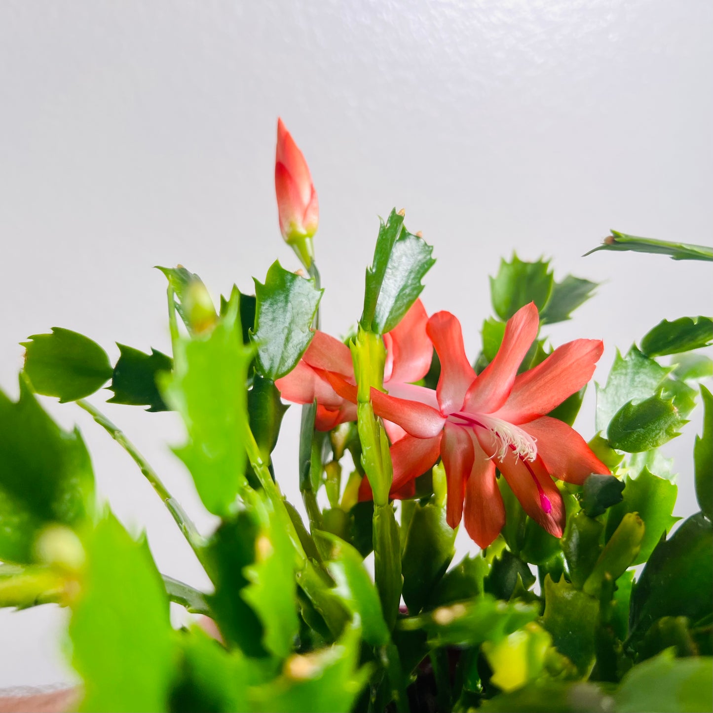 6” Christmas Cactus Pink