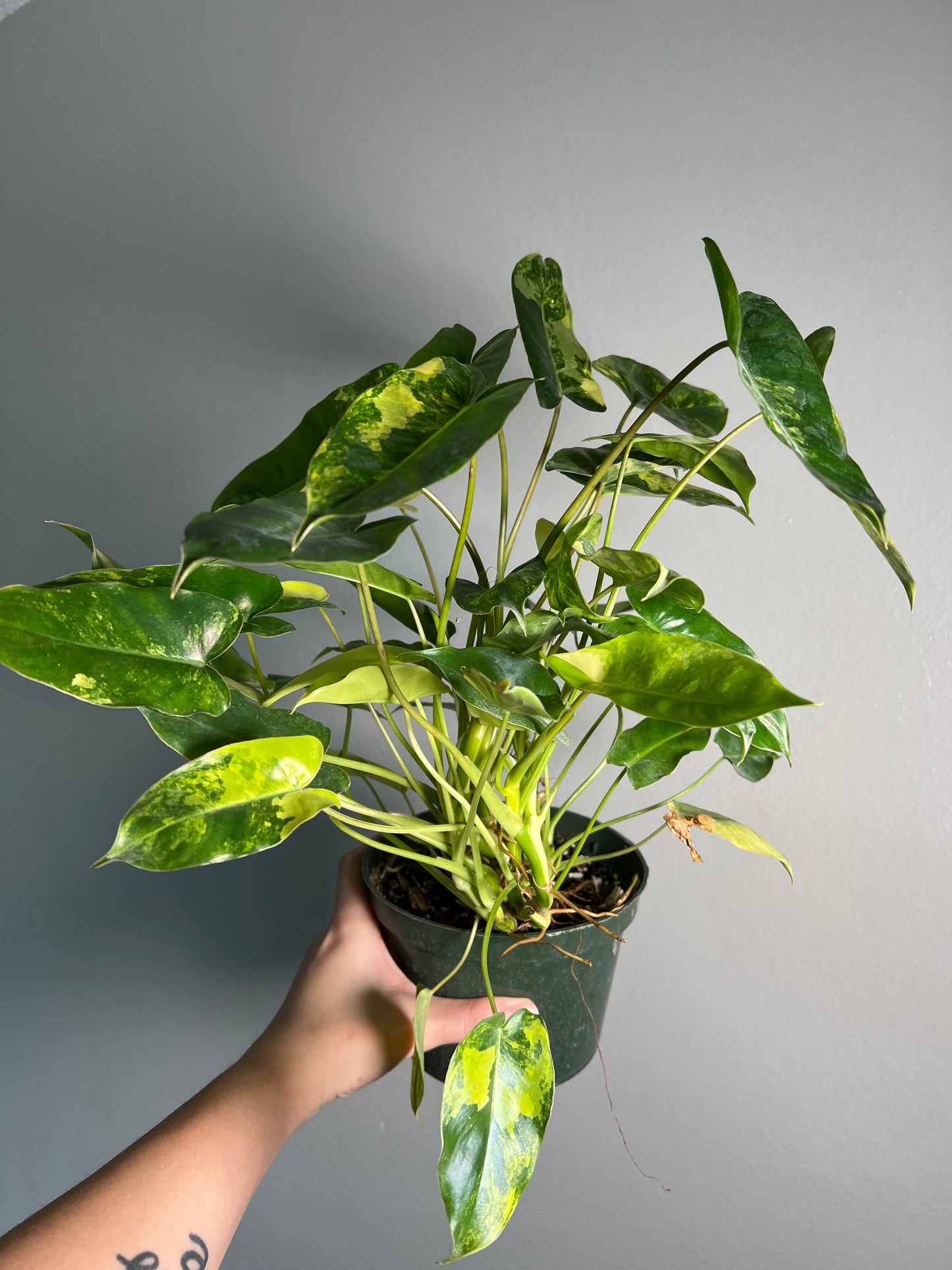 6” Philodendron Burle Marx Albo