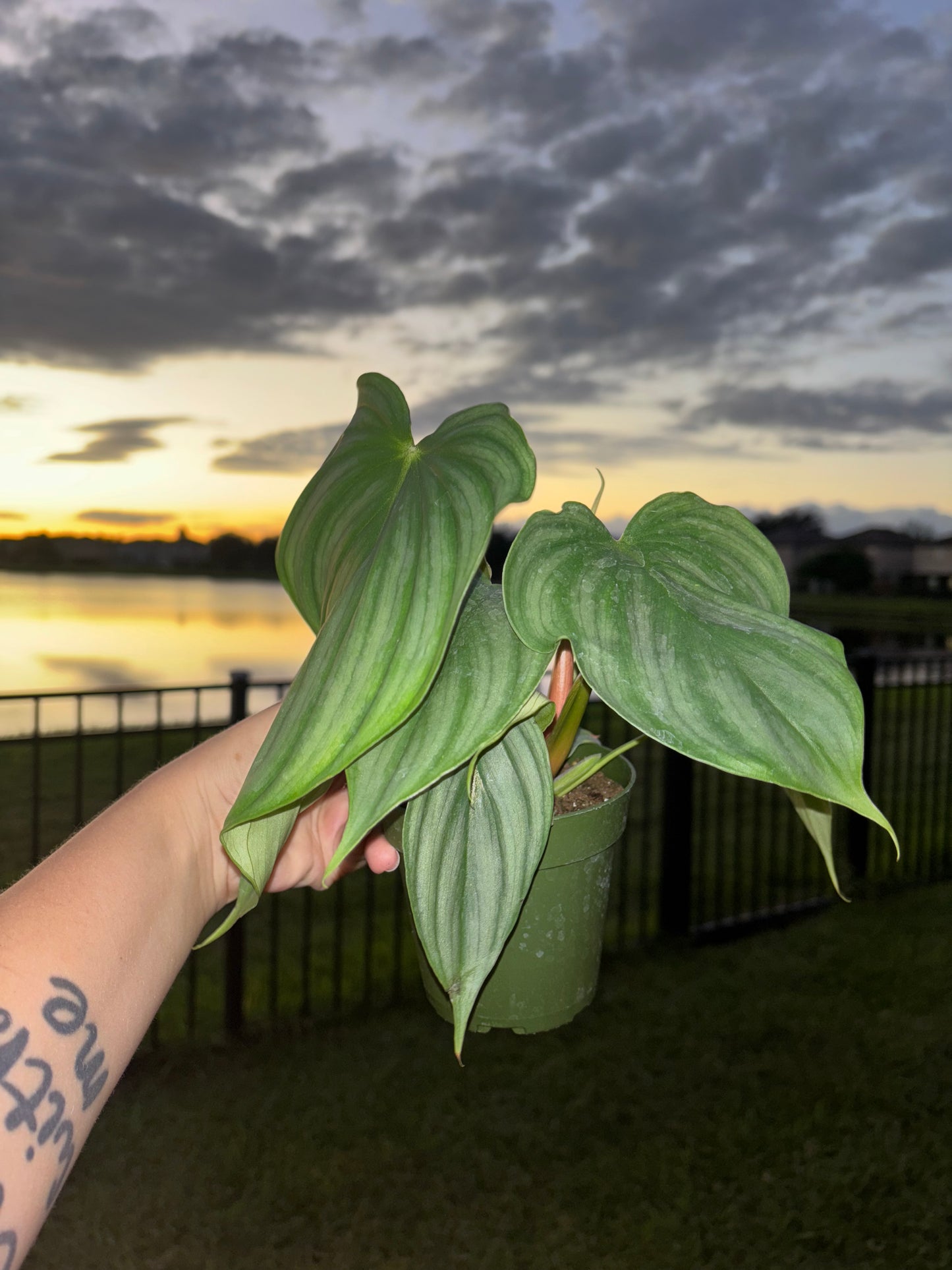 4” Philodendron Pastazanum X Plowmanii