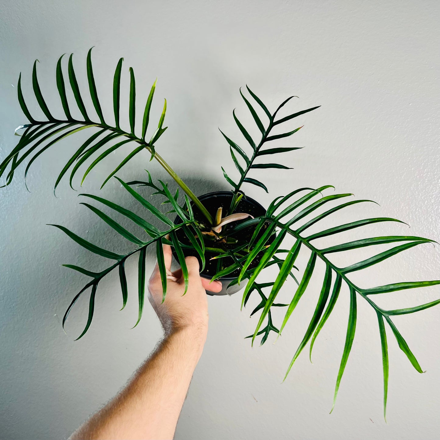 6” Philodendron Tortum