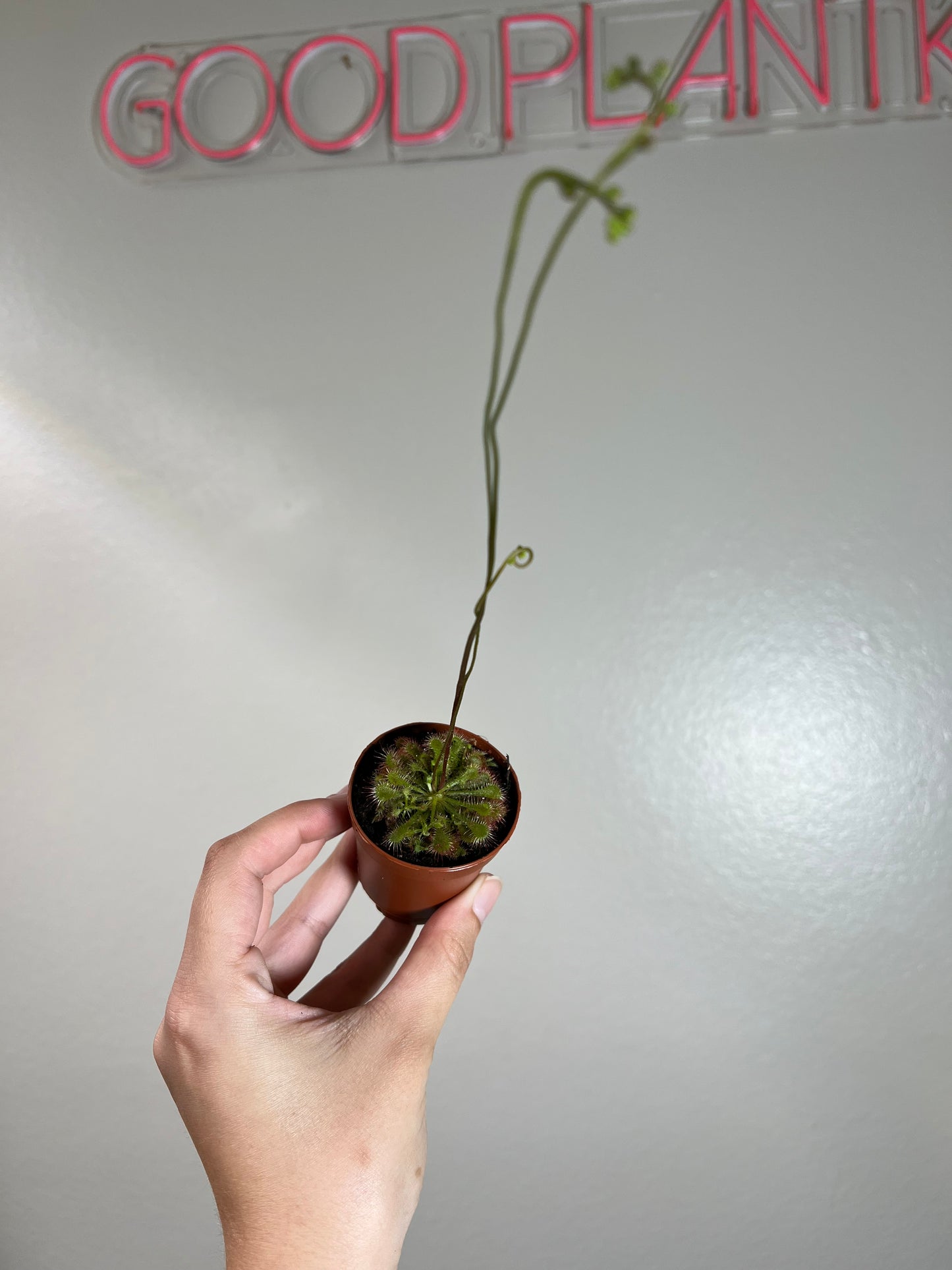 2” Carnivorous Sundew