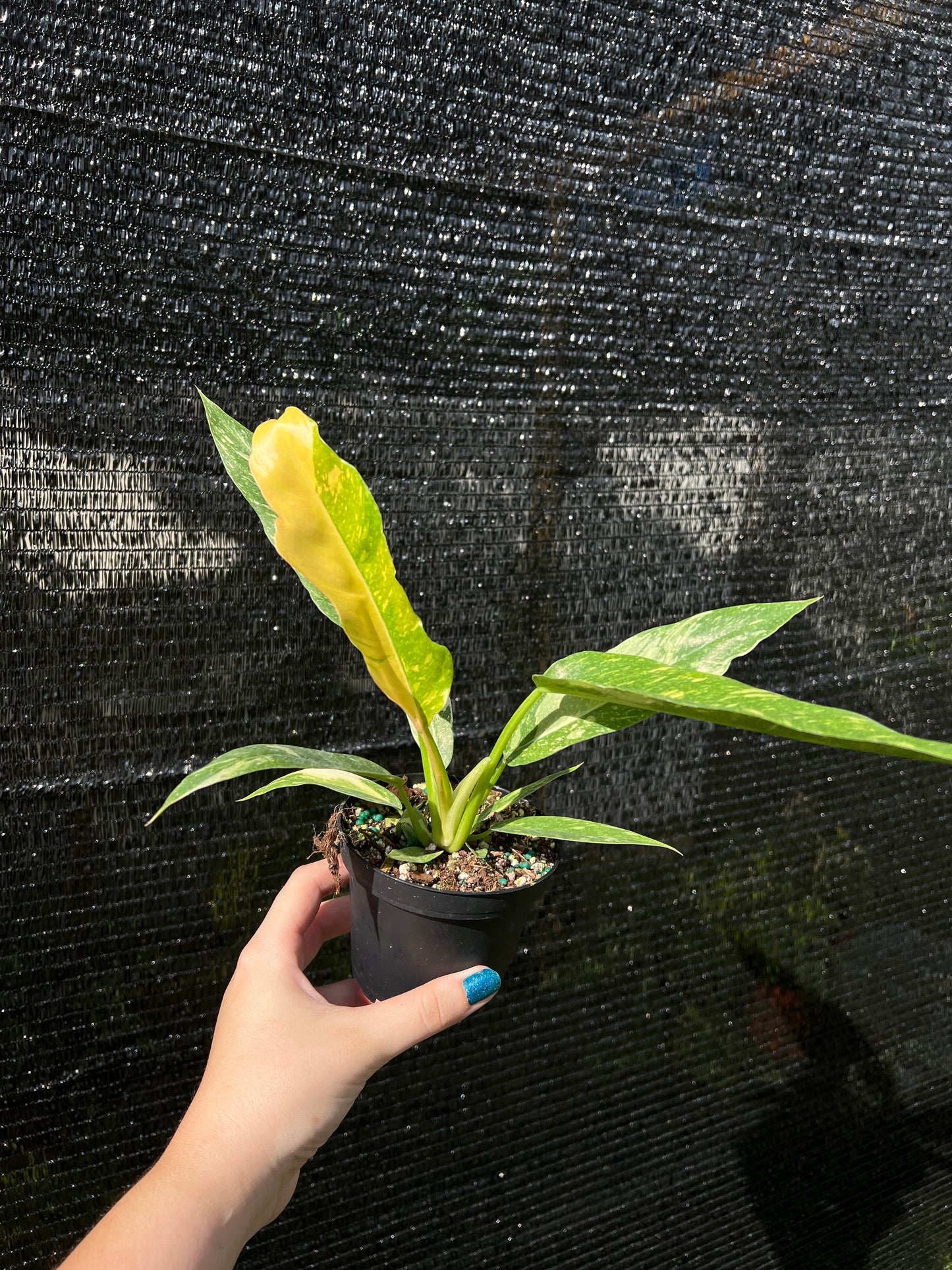 4” Philodendron Ring of Fire