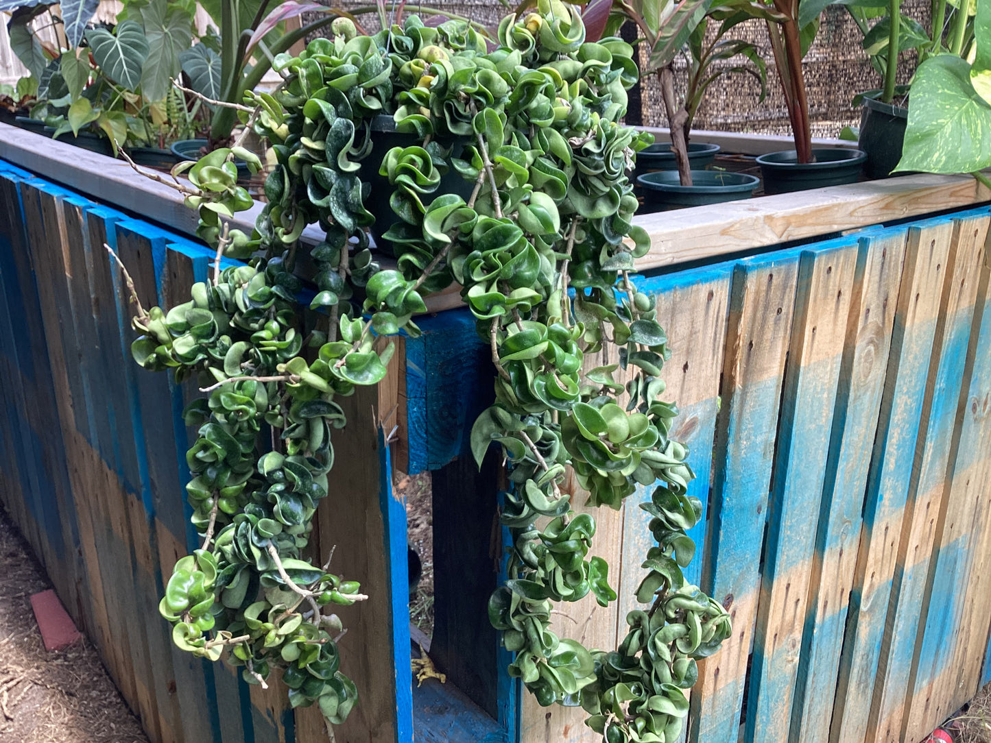 8” HUGE Hoya Carnosa Compacta (Rope)