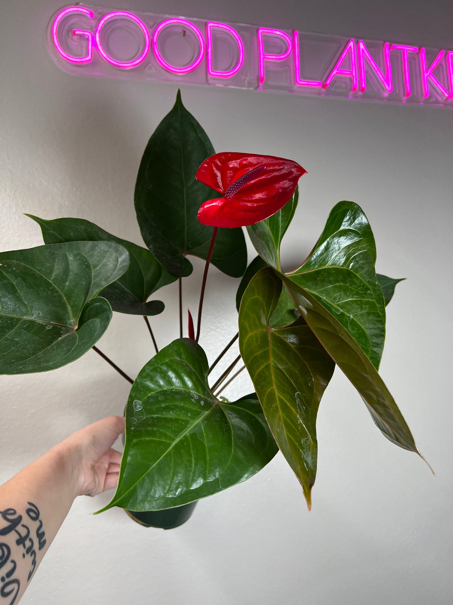 6" Anthurium Red Heart